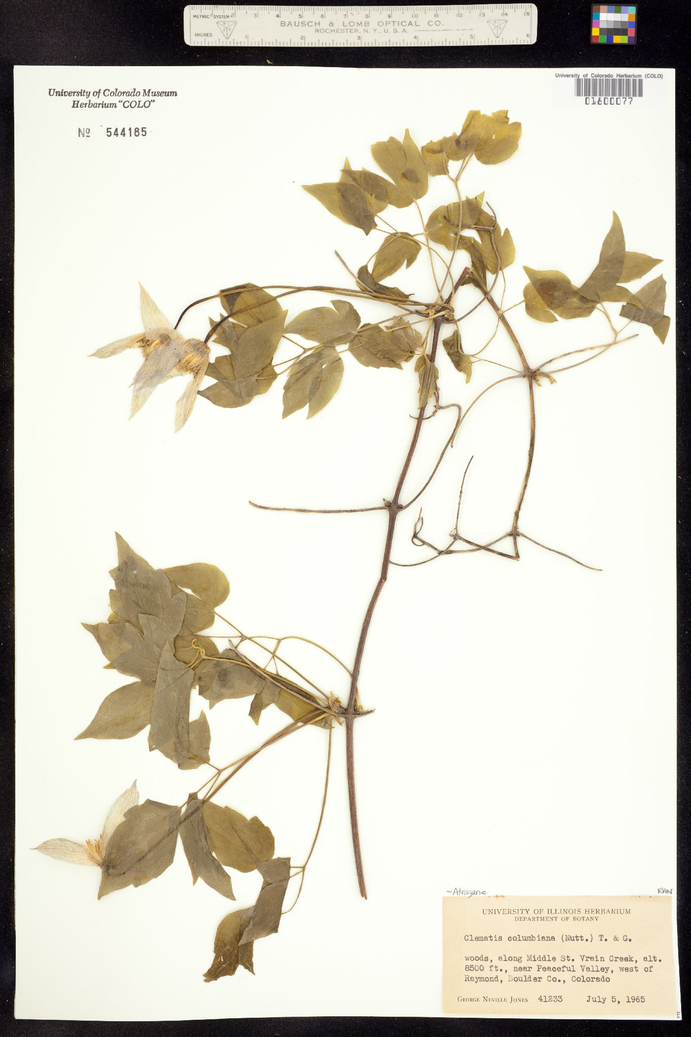 Clematis columbiana var. columbiana image