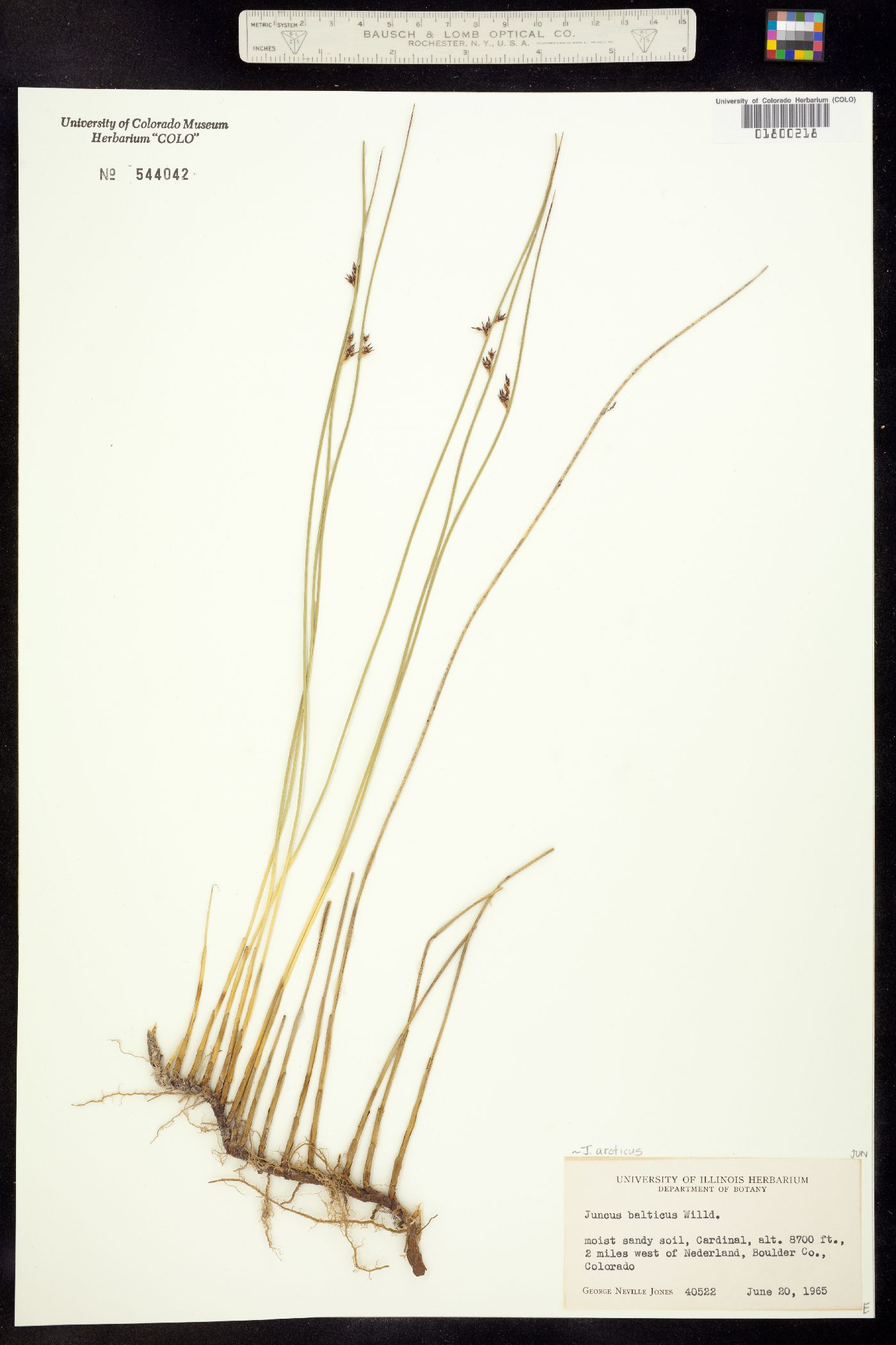 Juncus balticus ssp. ater image