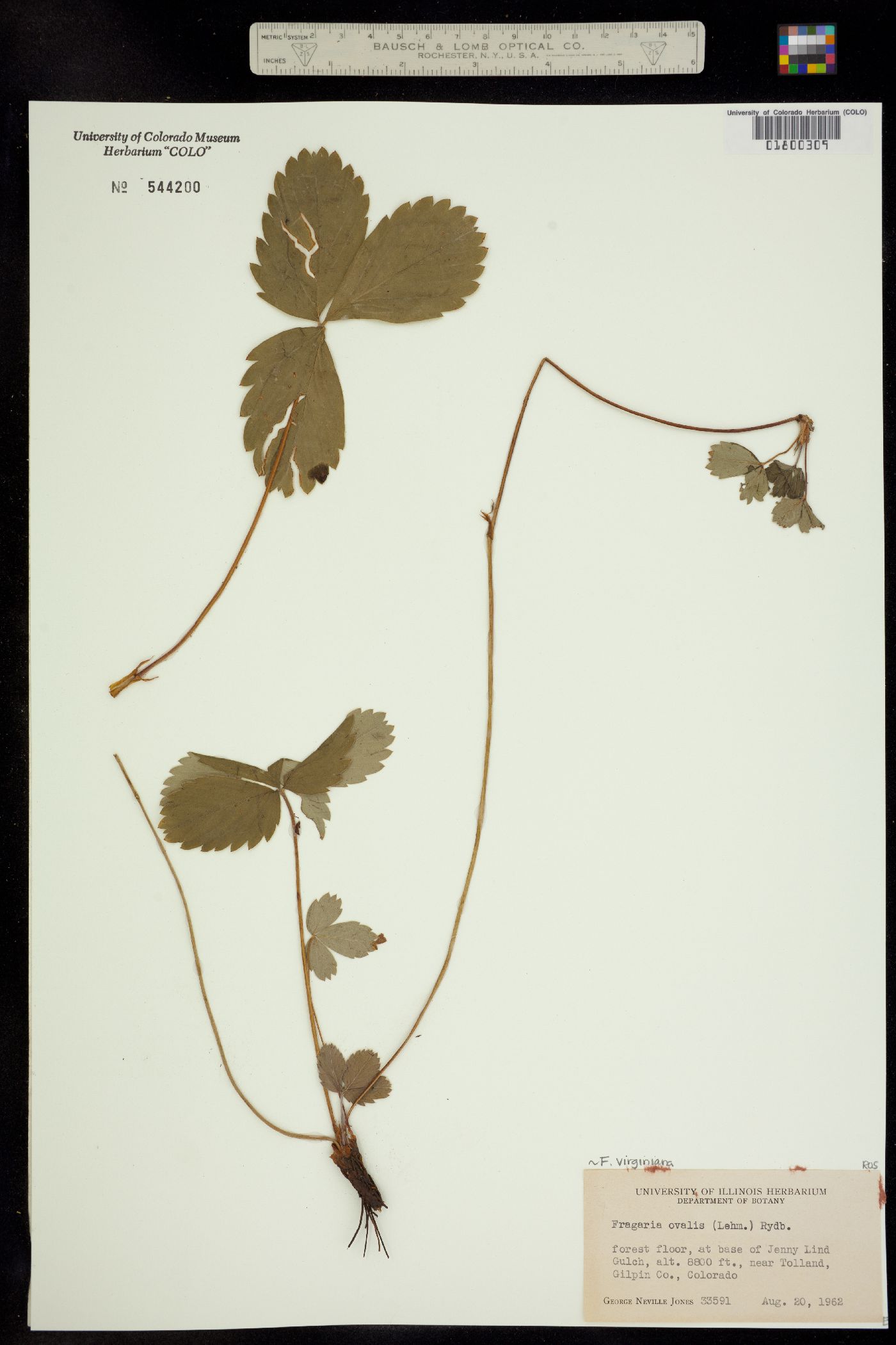 Fragaria virginiana ssp. glauca image