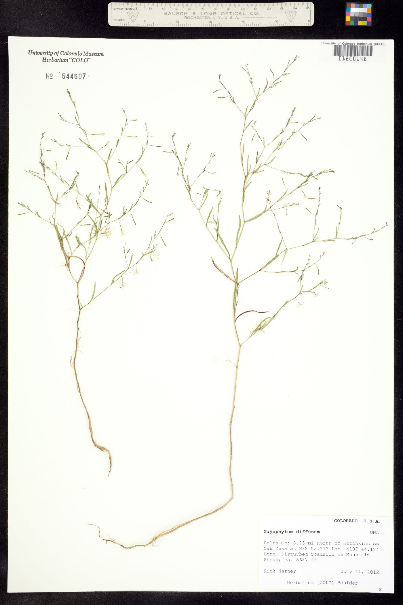 Gayophytum diffusum ssp. parviflorum image