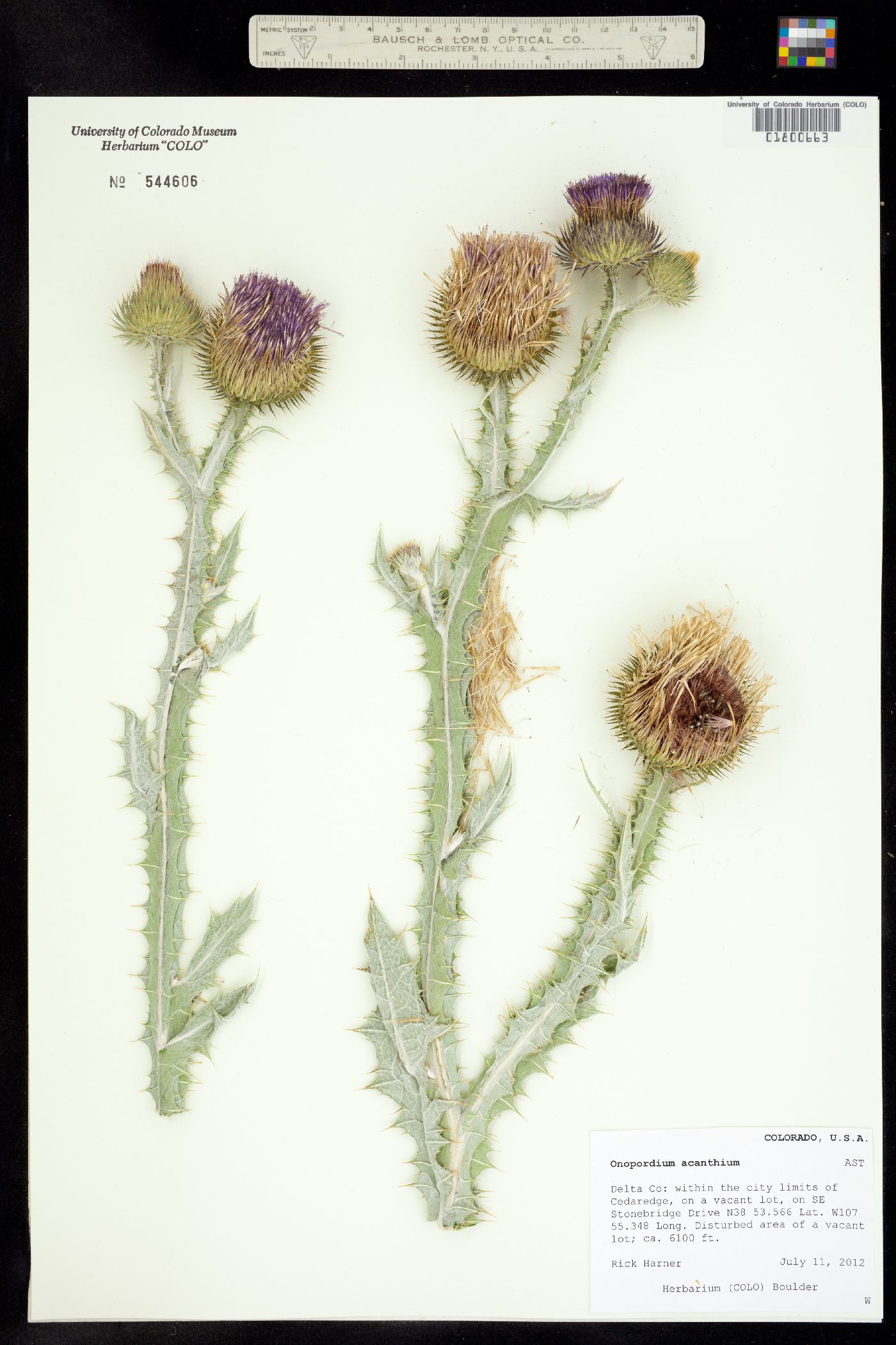 Onopordum acanthium image