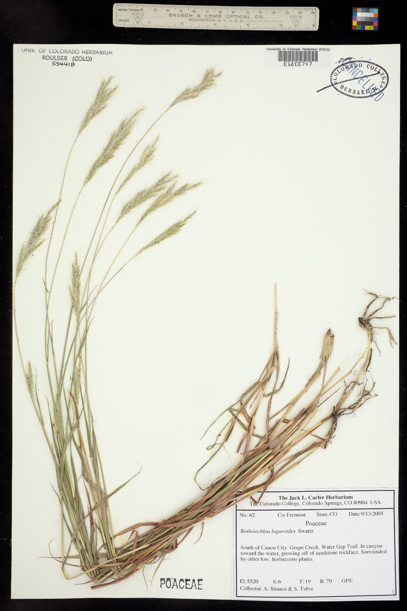 Bothriochloa image