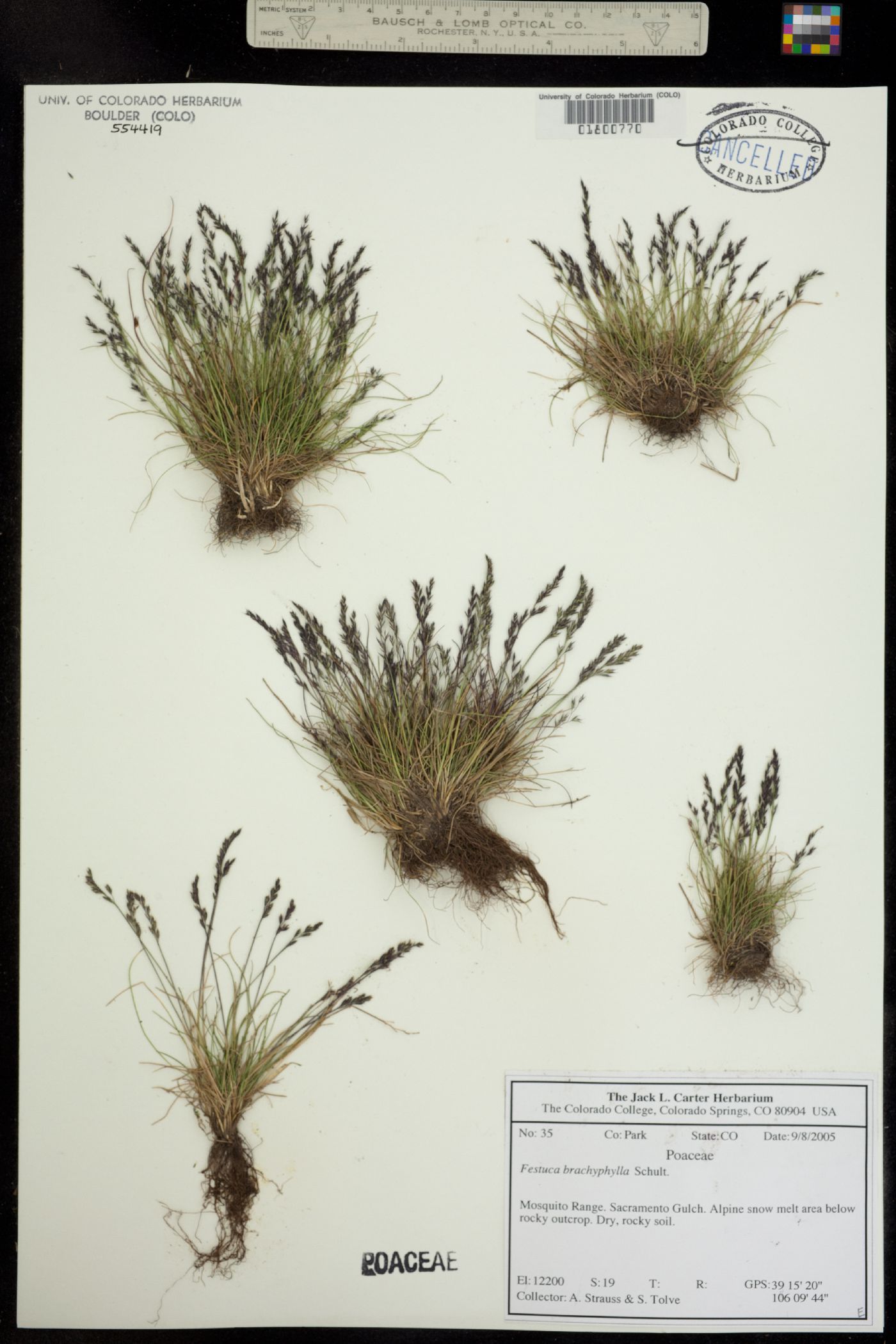Festuca brachyphylla ssp. coloradensis image