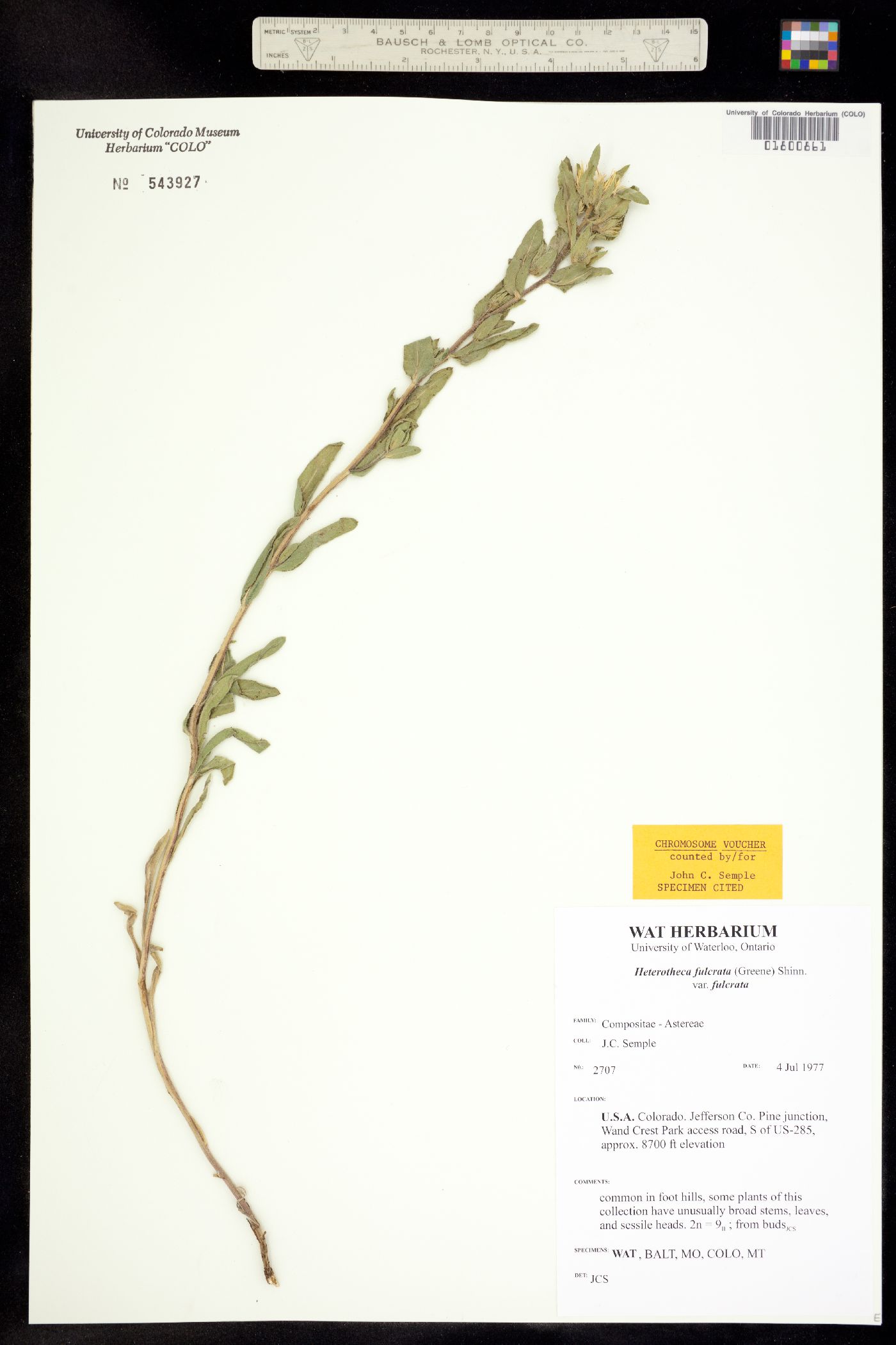 Heterotheca villosa var. foliosa image