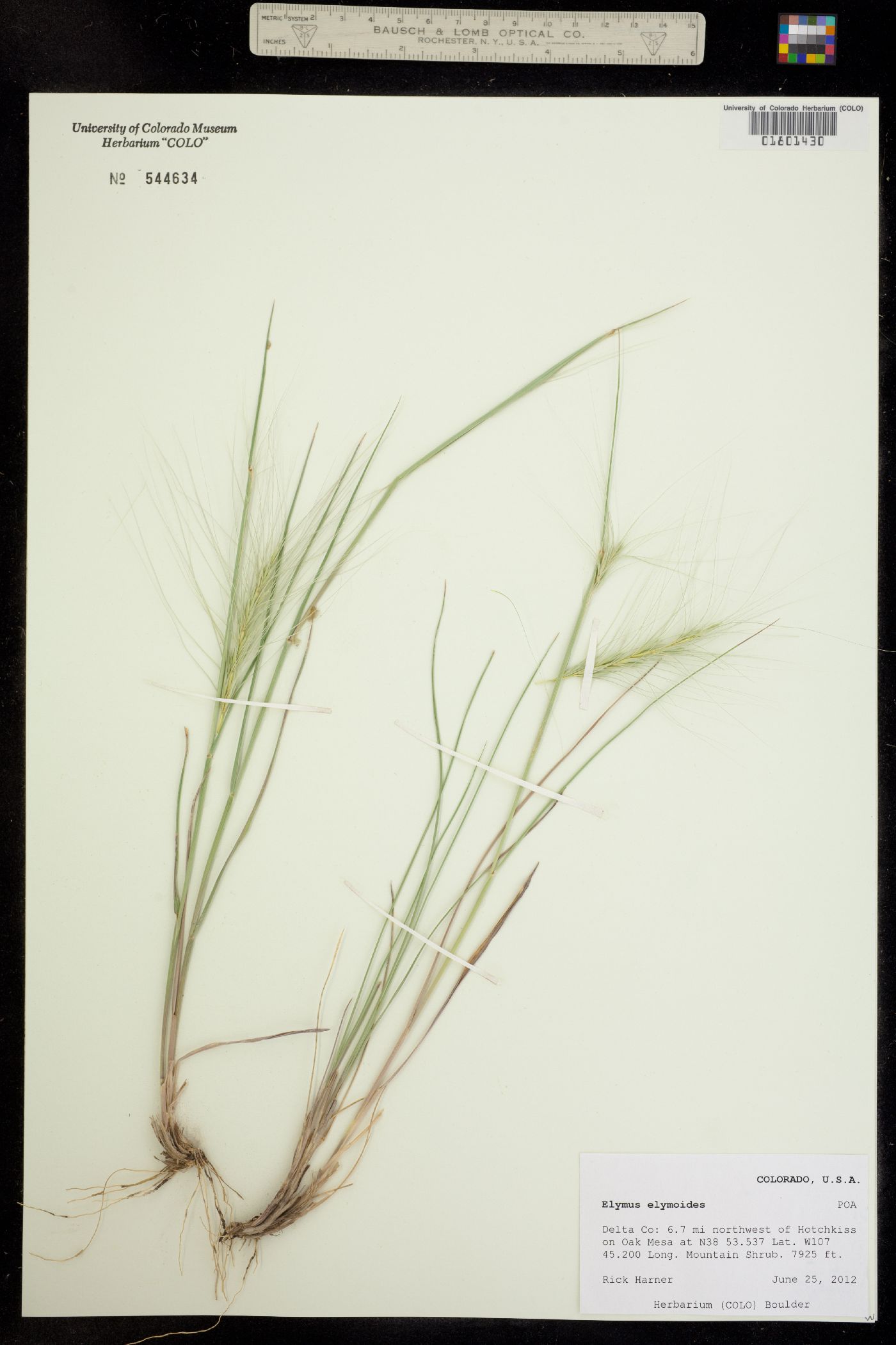 Elymus elymoides image