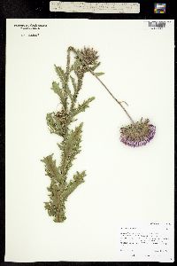 Carduus nutans ssp. macrolepis image