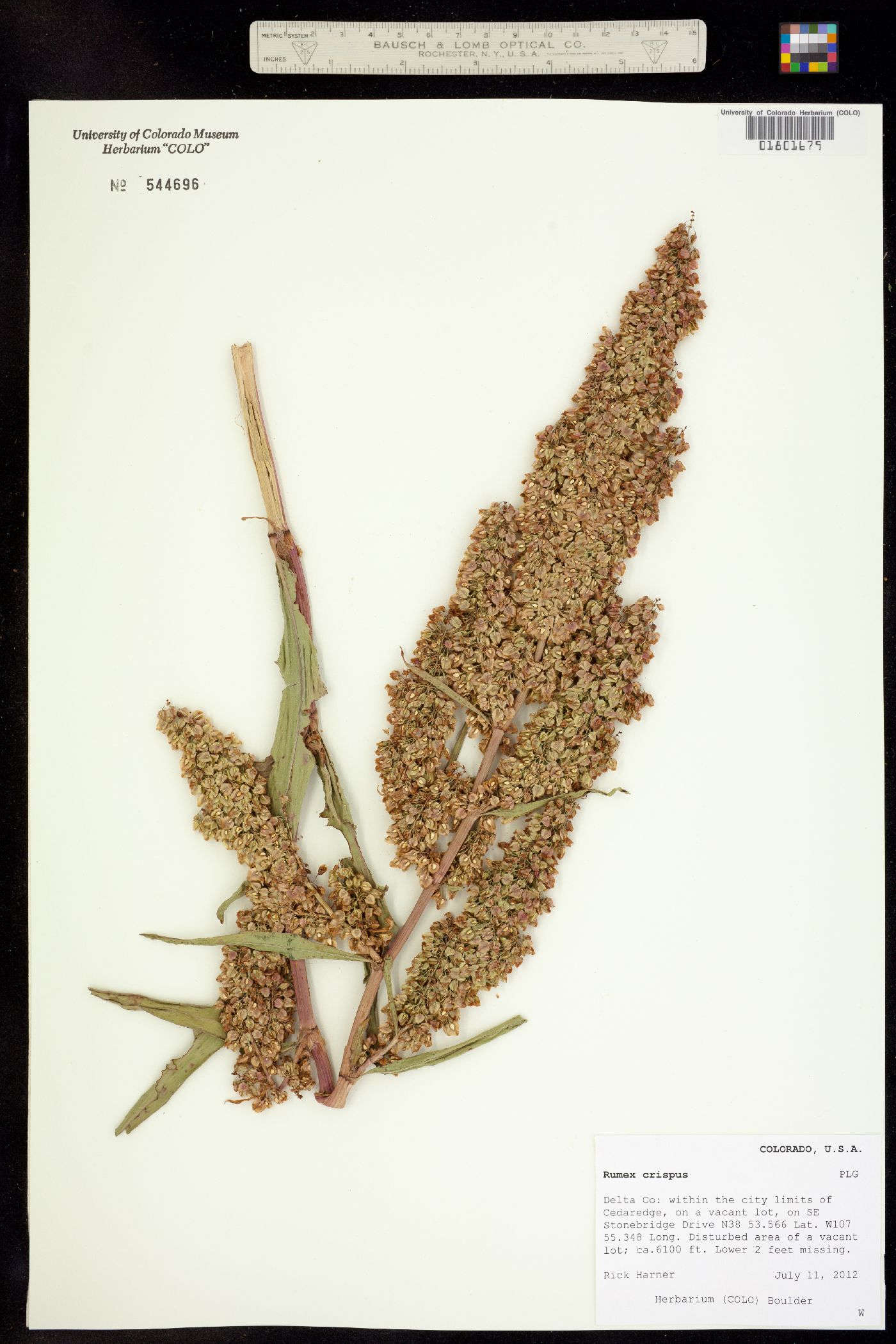 Rumex crispus image