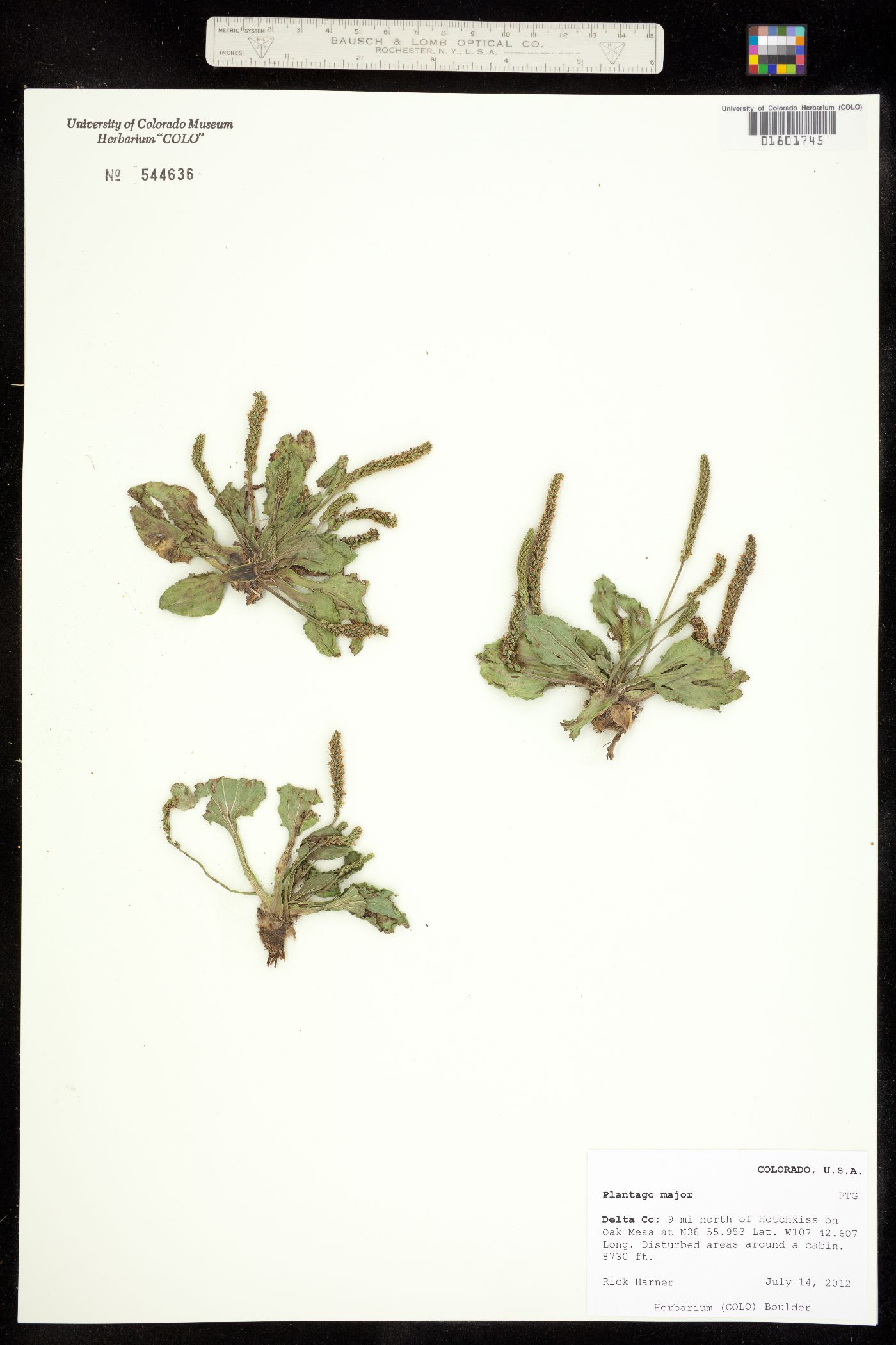 Plantago major image