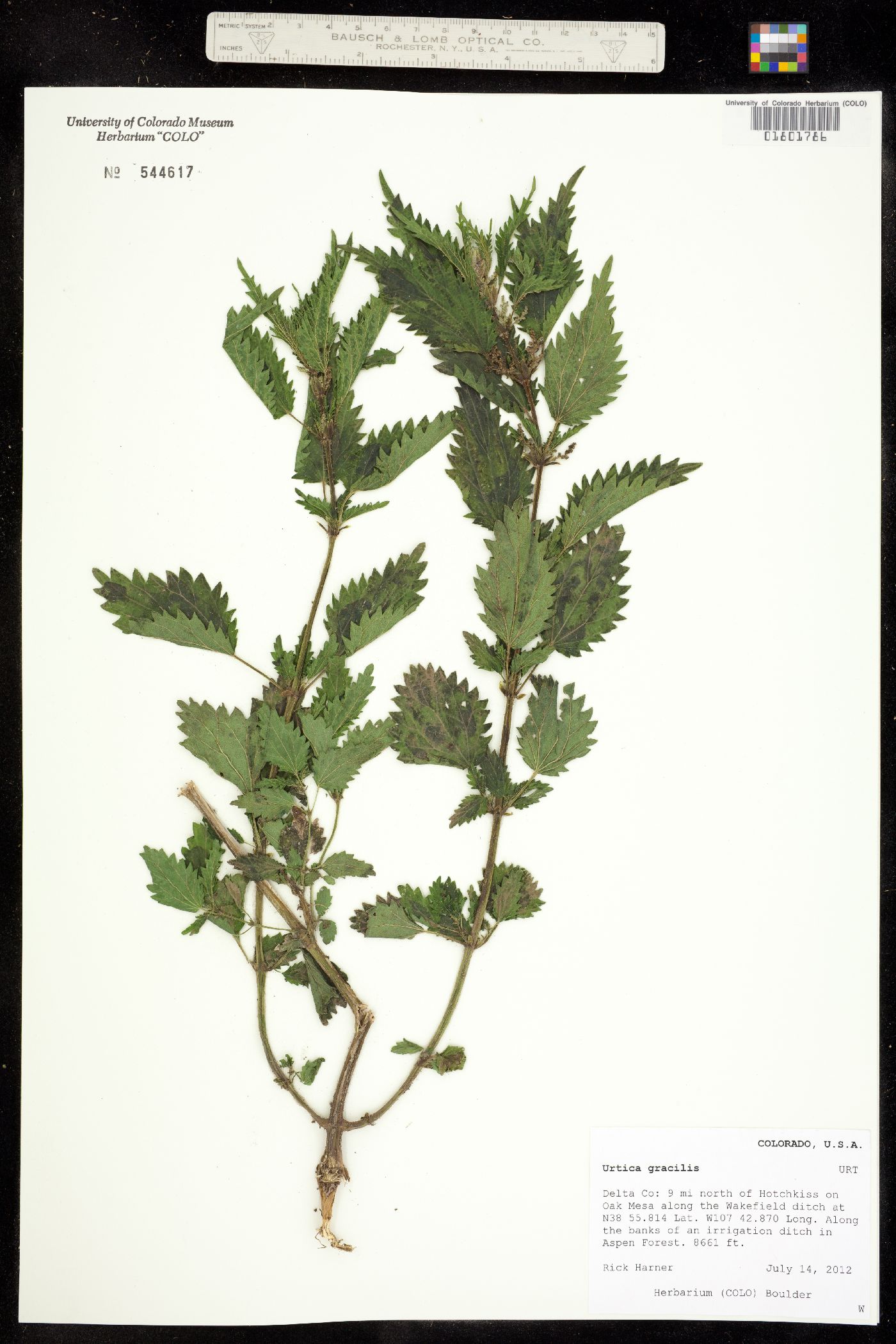 Urtica gracilis subsp. gracilis image