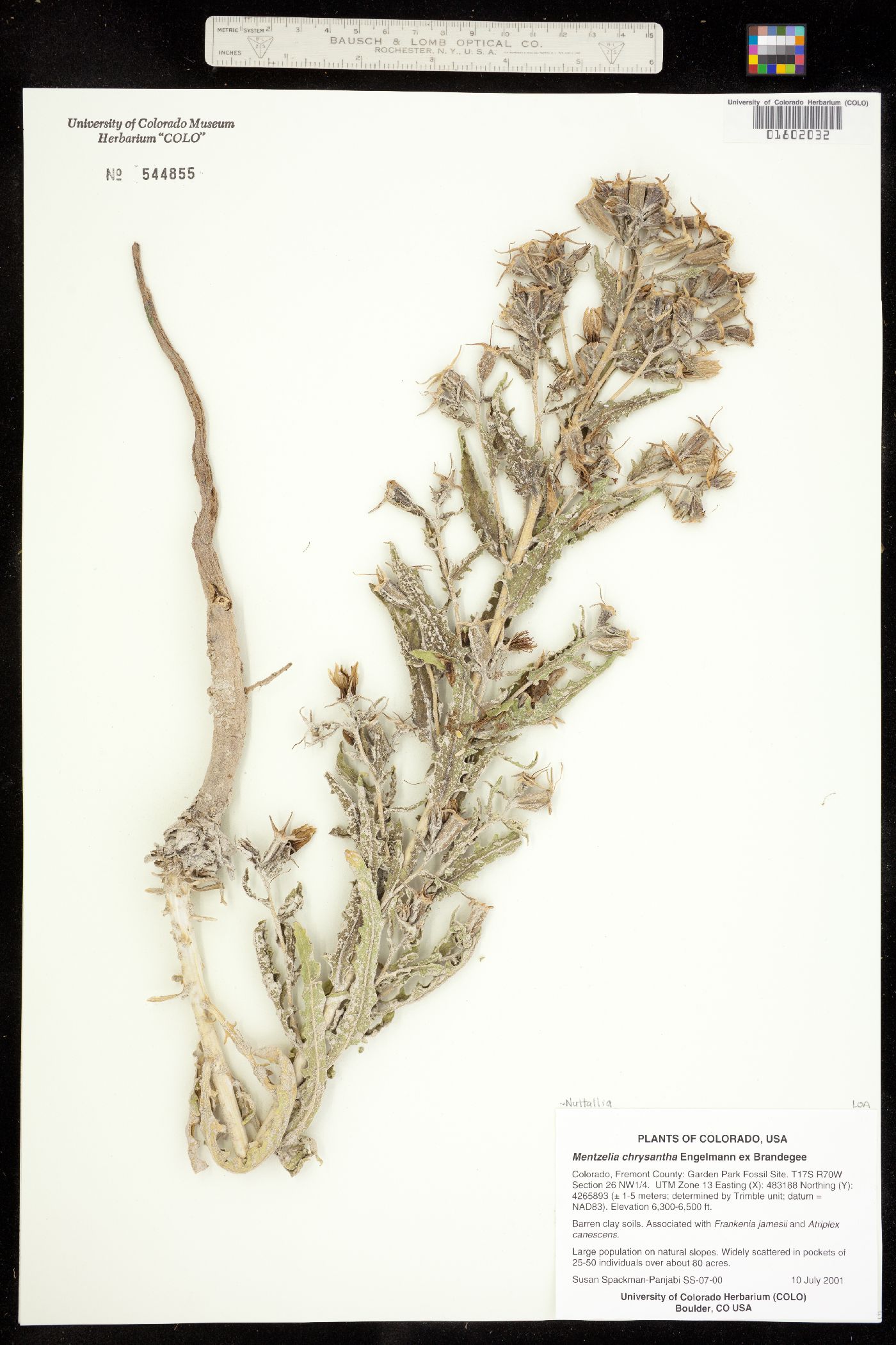 Mentzelia chrysantha image