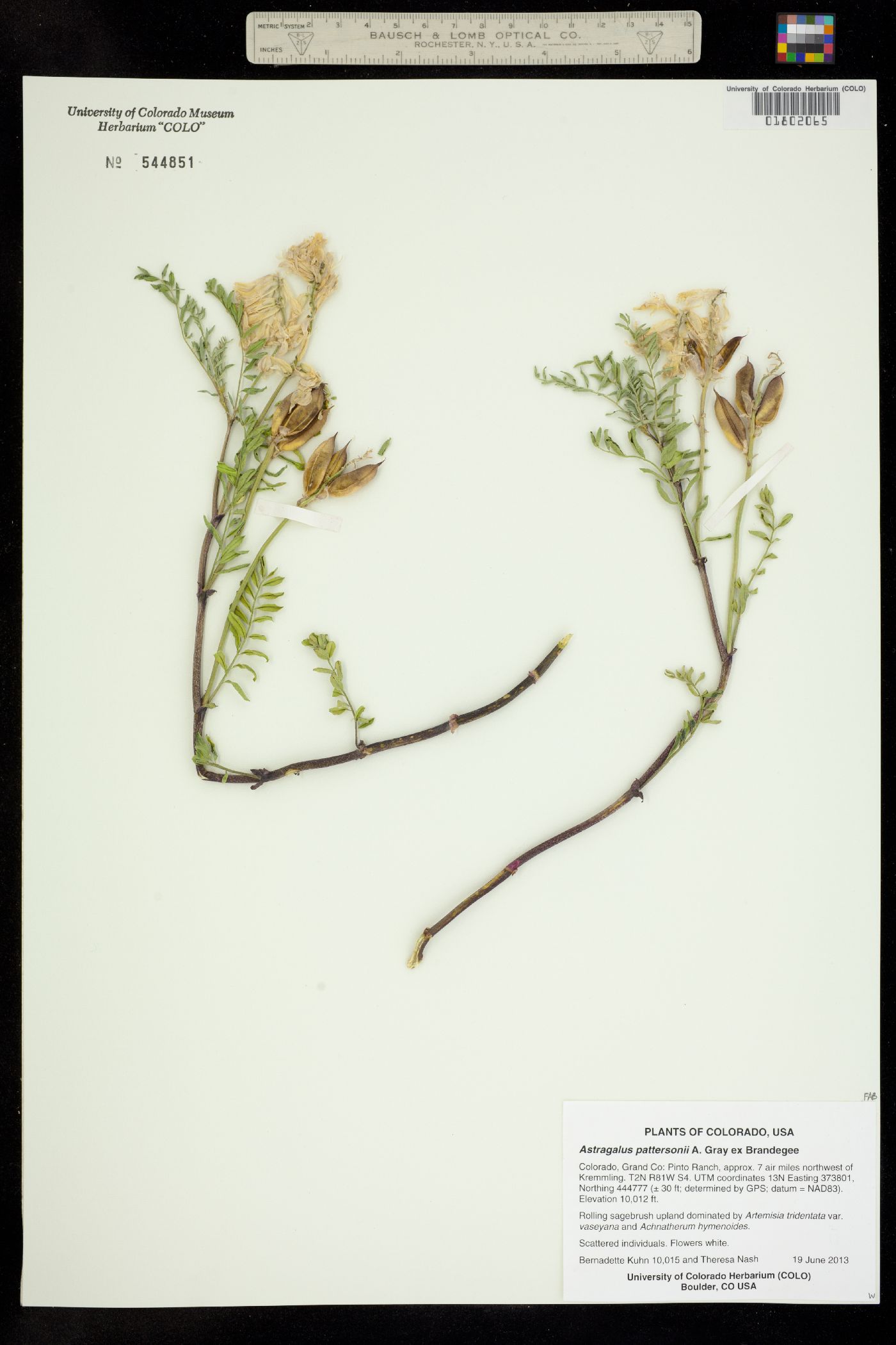Astragalus pattersonii image