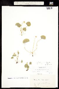 Viola macloskeyi subsp. pallens image