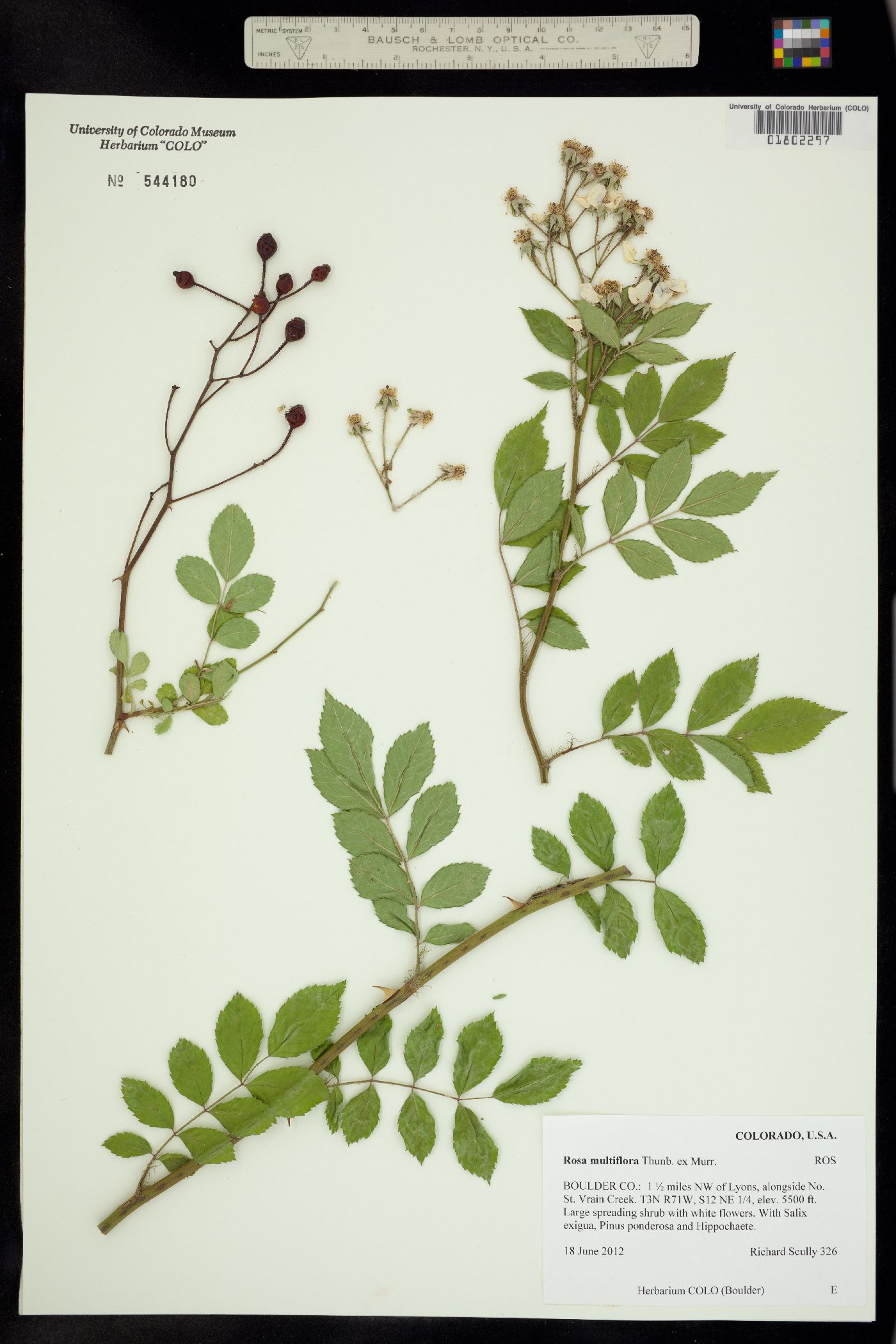 Rosa multiflora image
