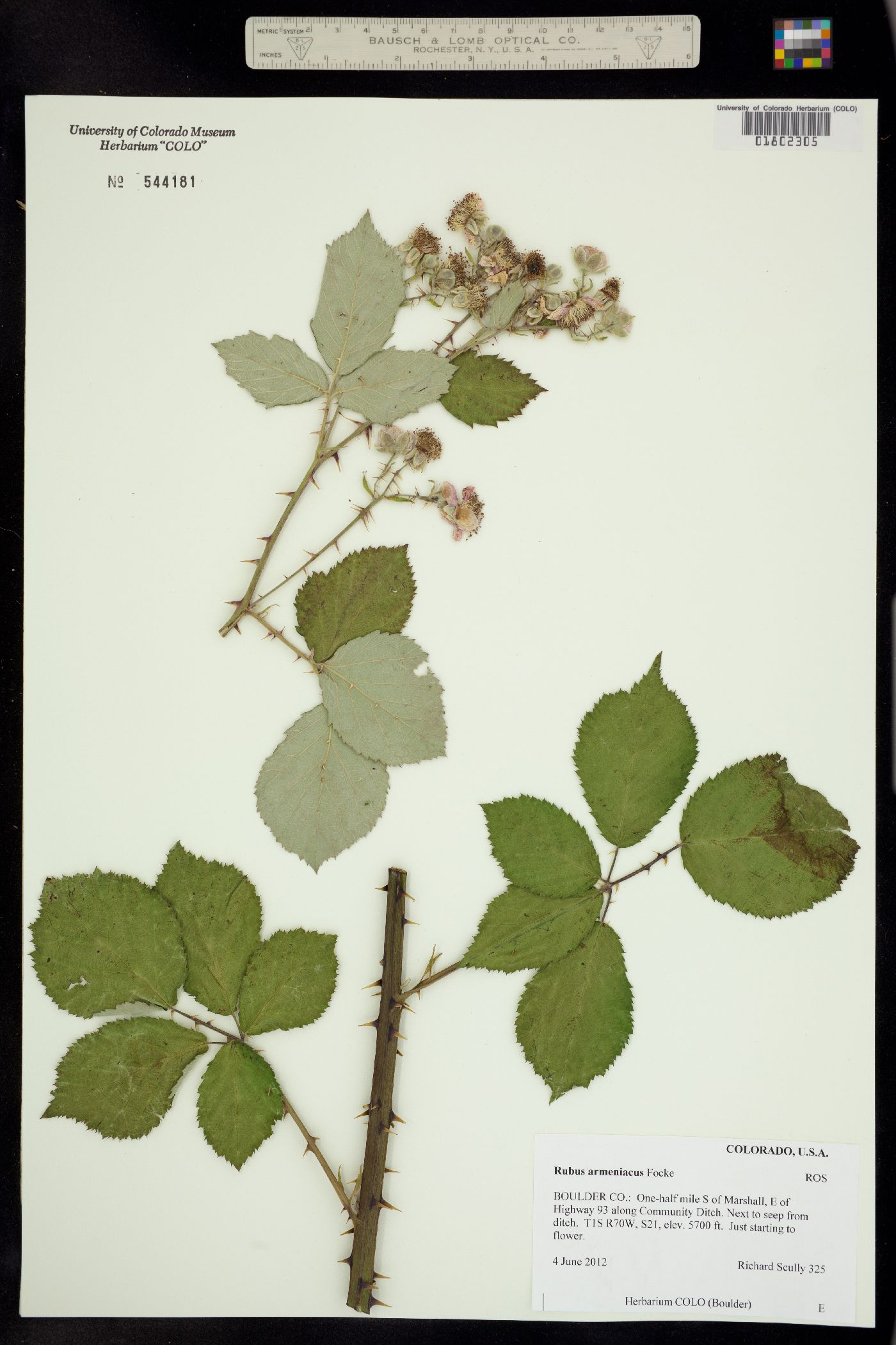 Rubus bifrons image