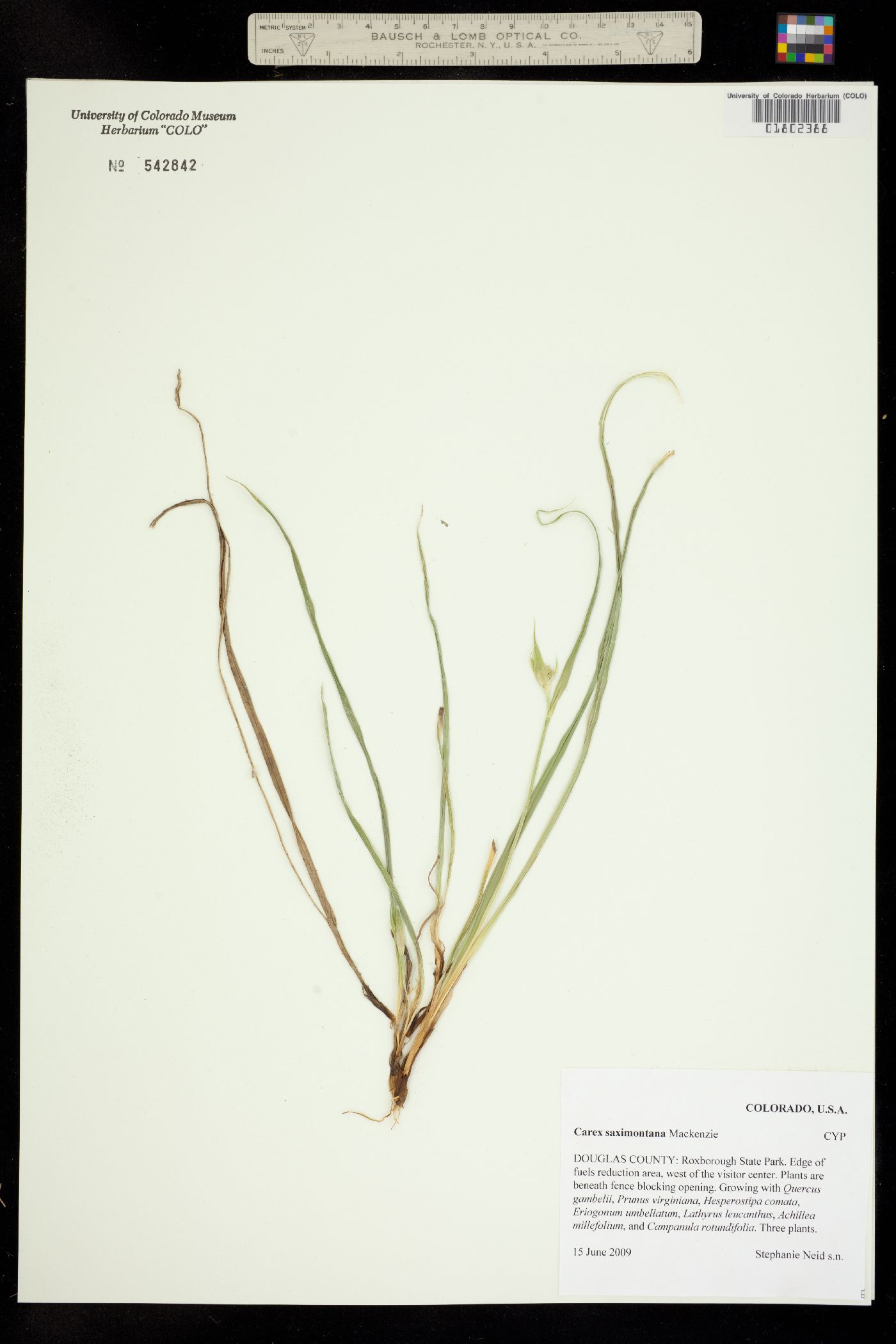 Carex saximontana image