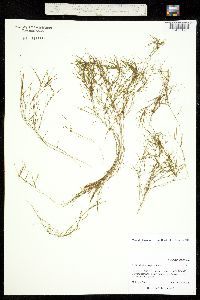 Image of Zannichellia palustris