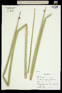 Bolboschoenus maritimus ssp. paludosus image