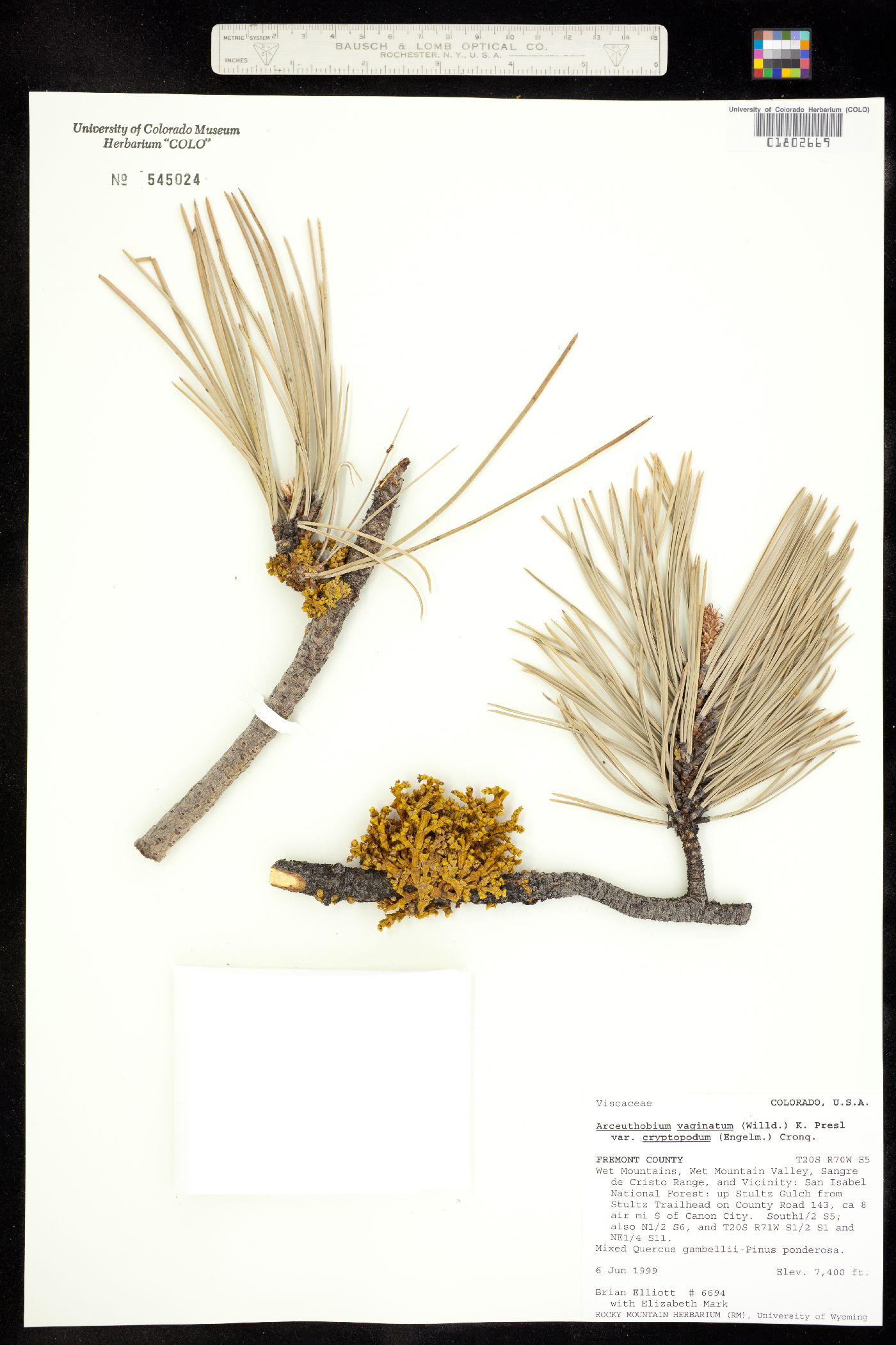 Arceuthobium image