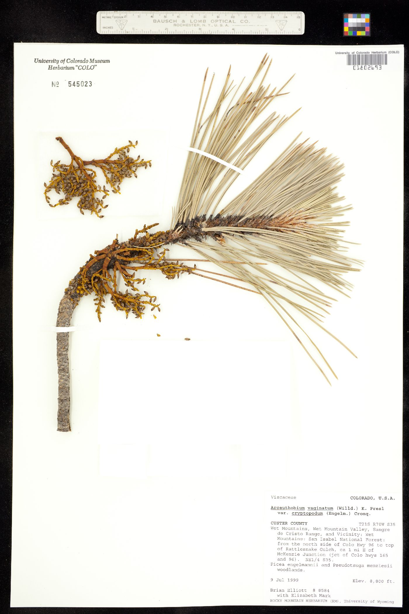 Arceuthobium vaginatum ssp. cryptopodum image