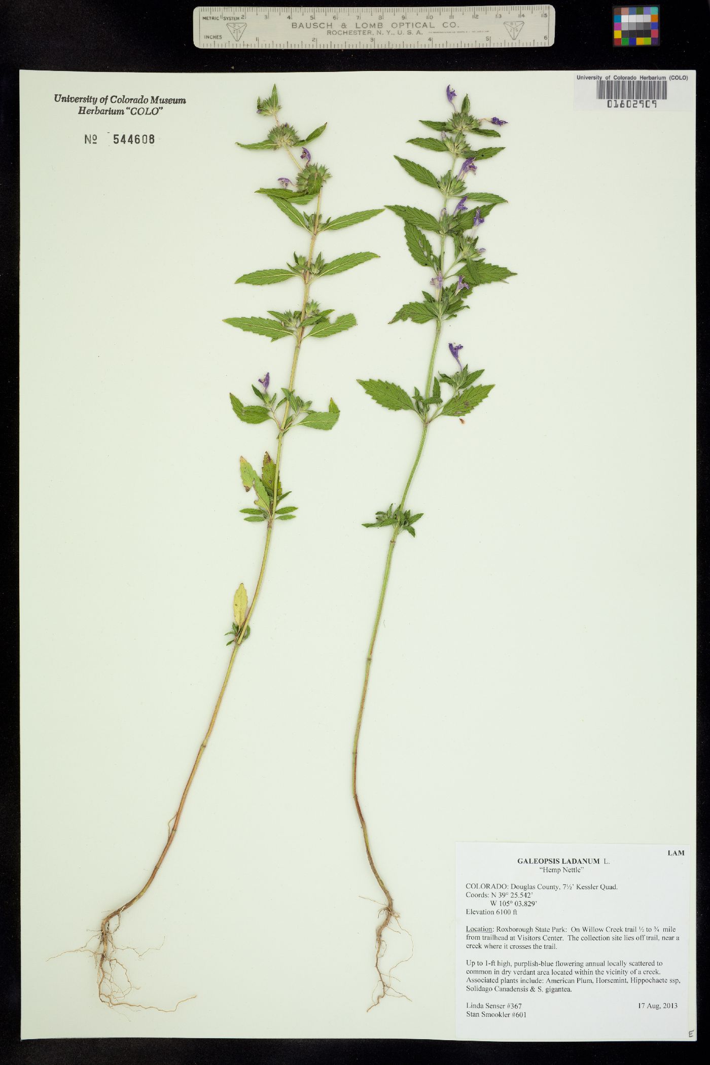 Galeopsis ladanum image