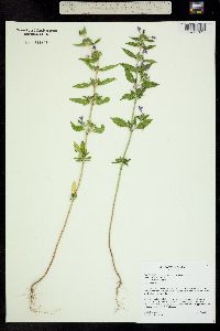 Image of Galeopsis ladanum