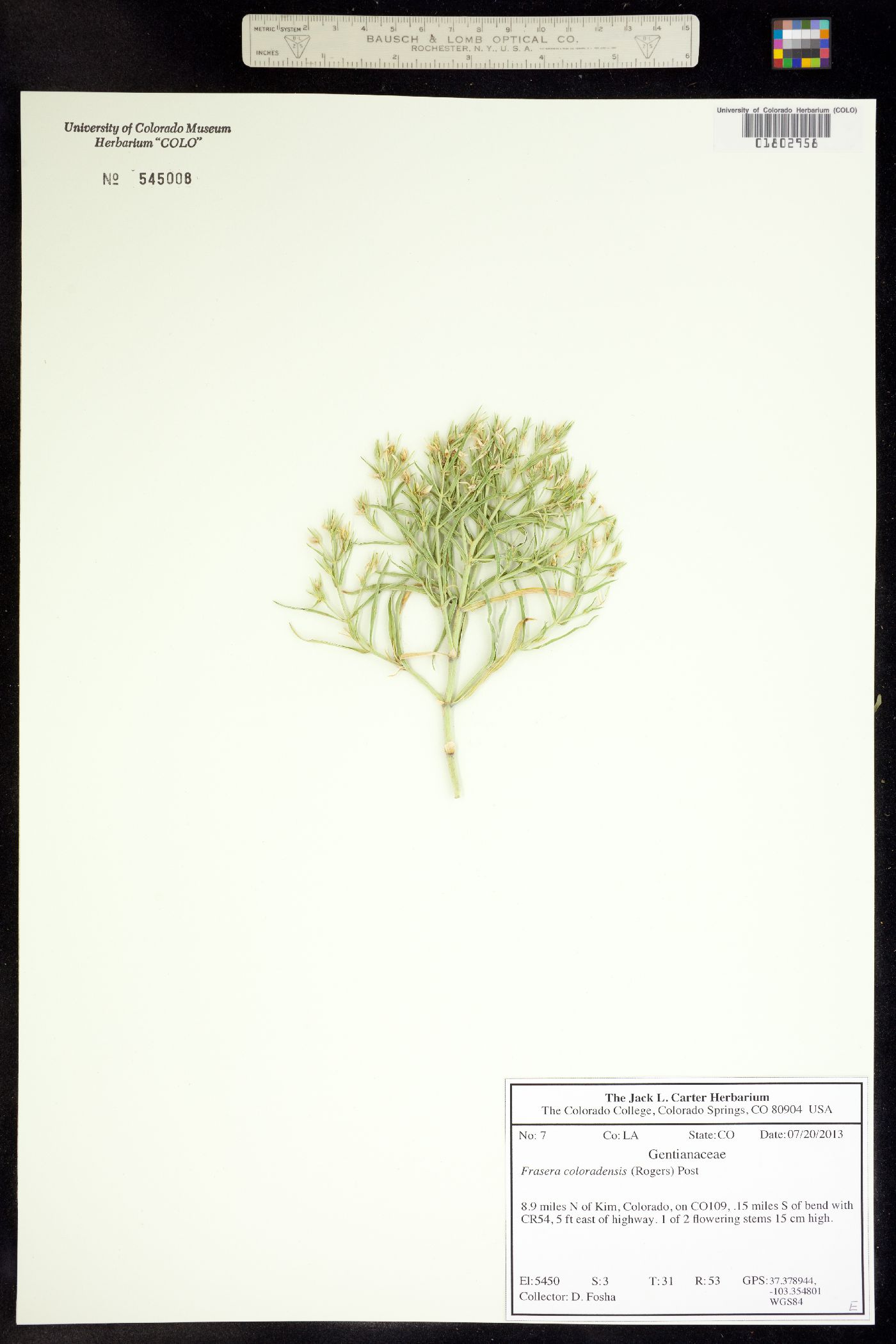 Frasera coloradensis image