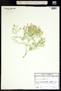 Frasera coloradensis image