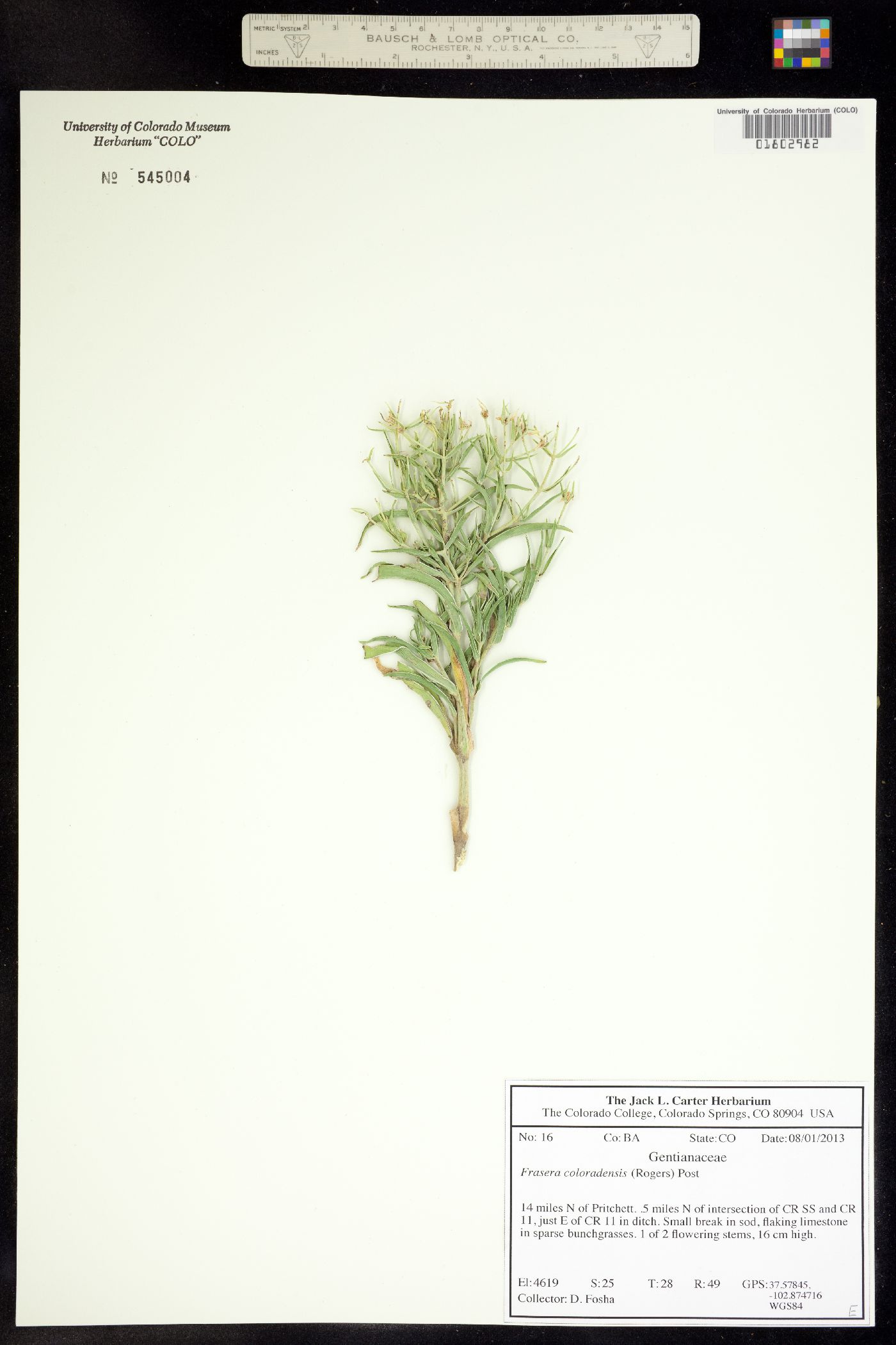 Frasera coloradensis image