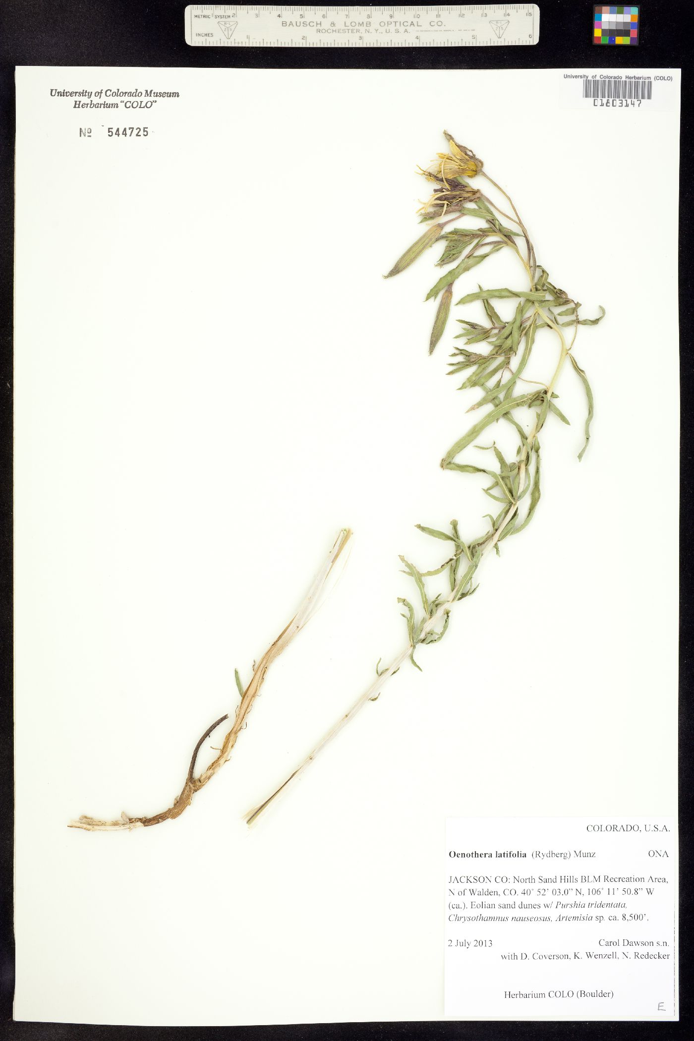 Oenothera latifolia image