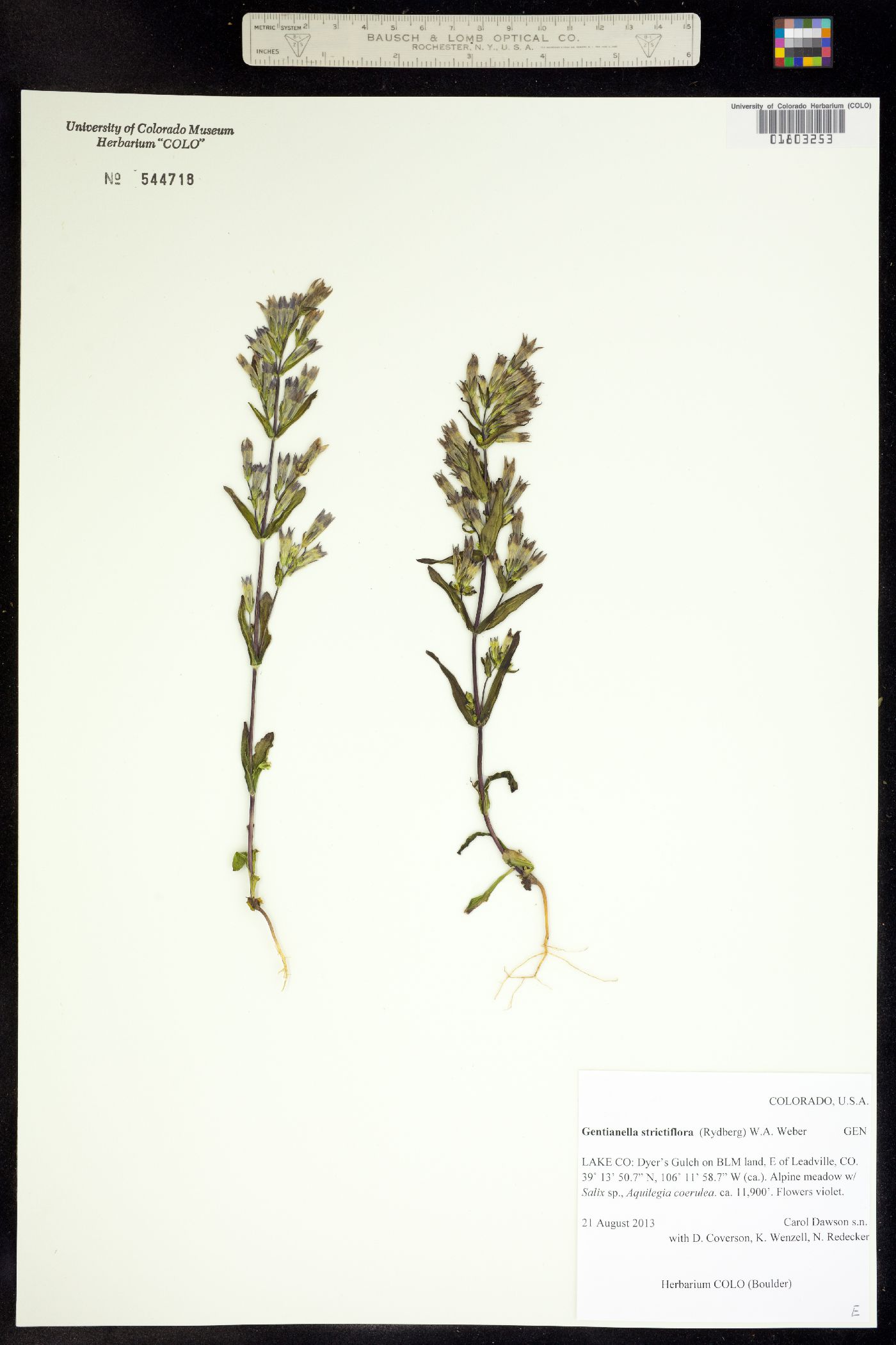 Gentianella amarella ssp. acuta image