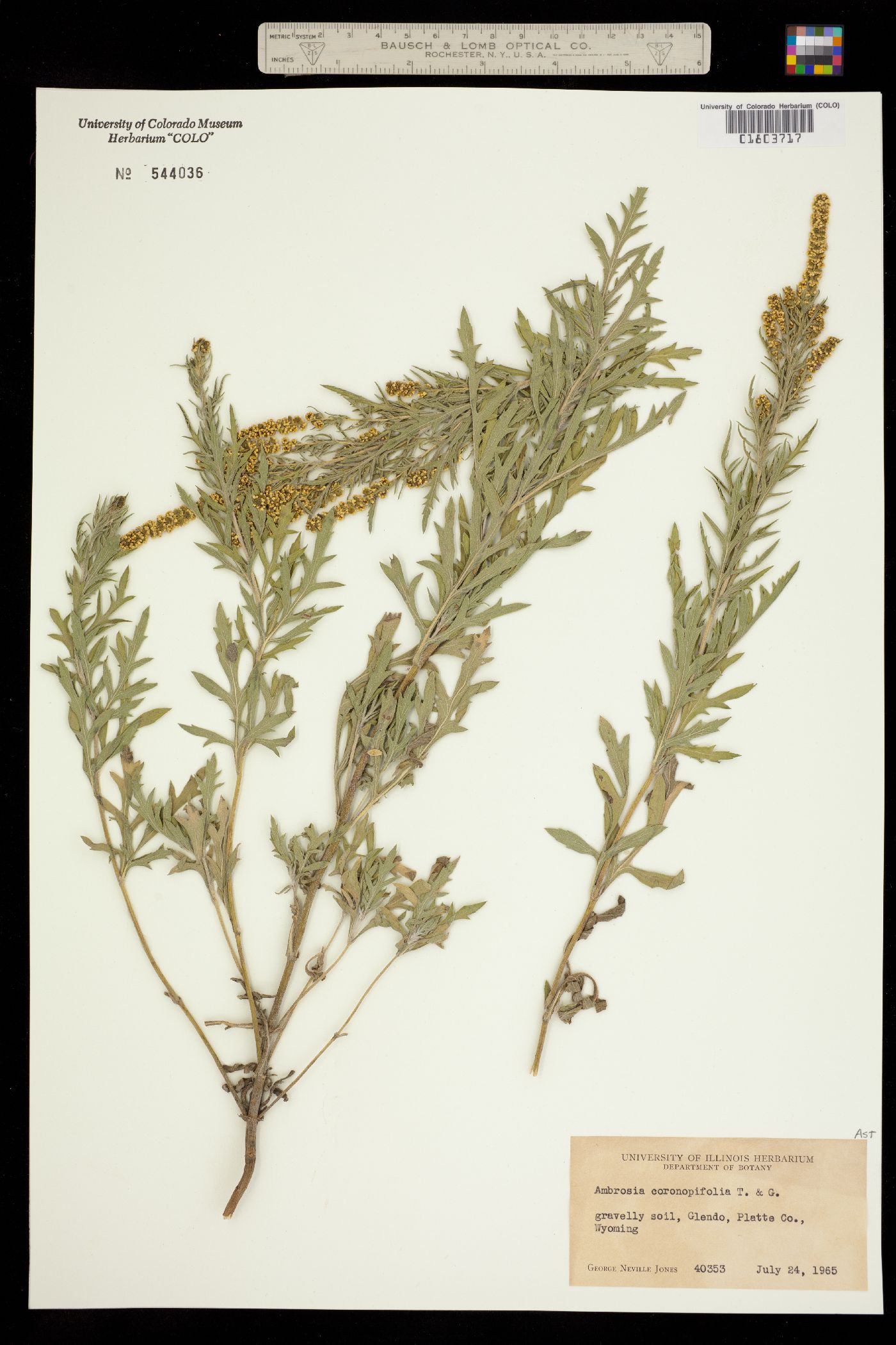 Ambrosia psilostachya image