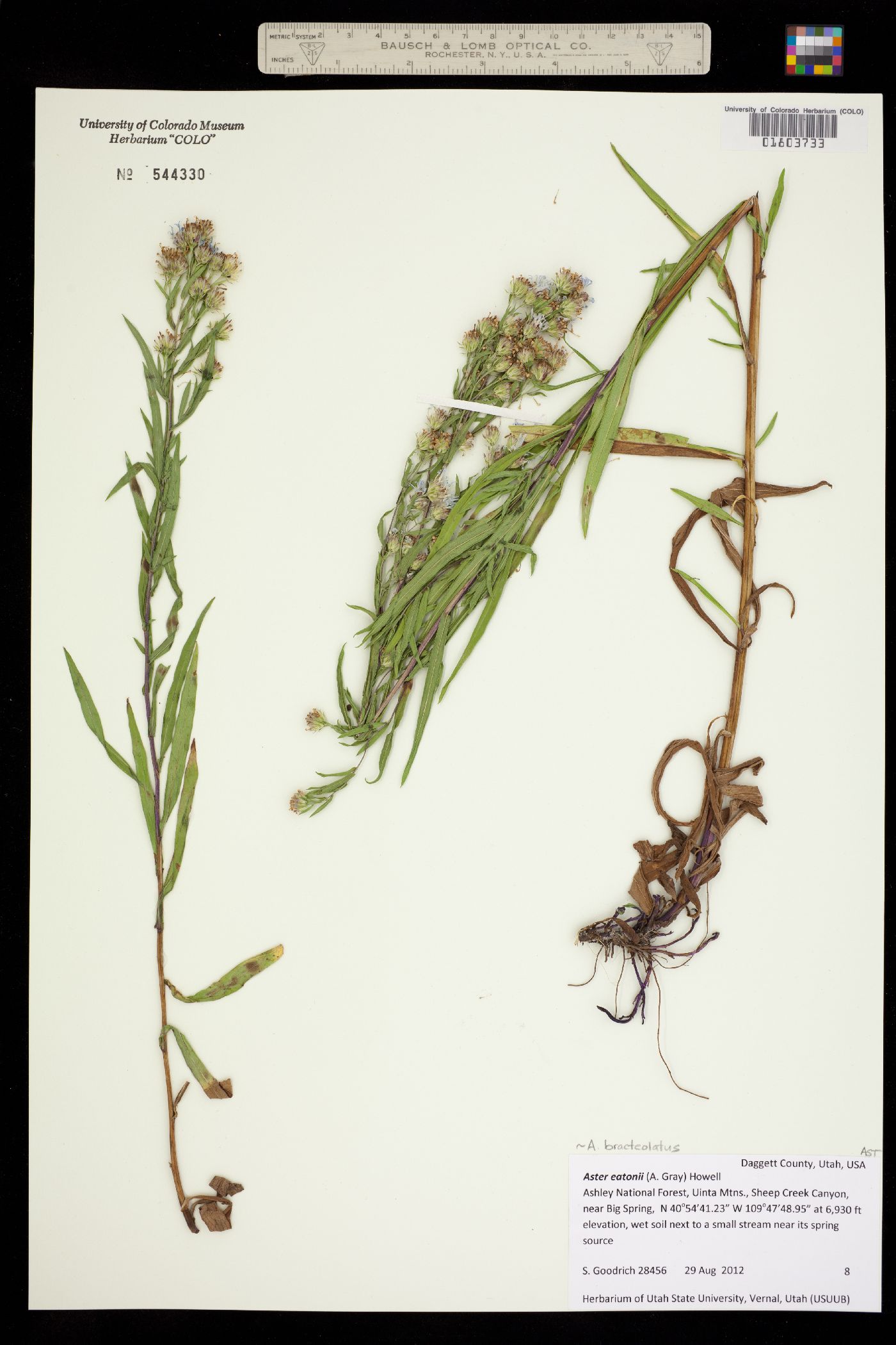 Symphyotrichum eatonii image