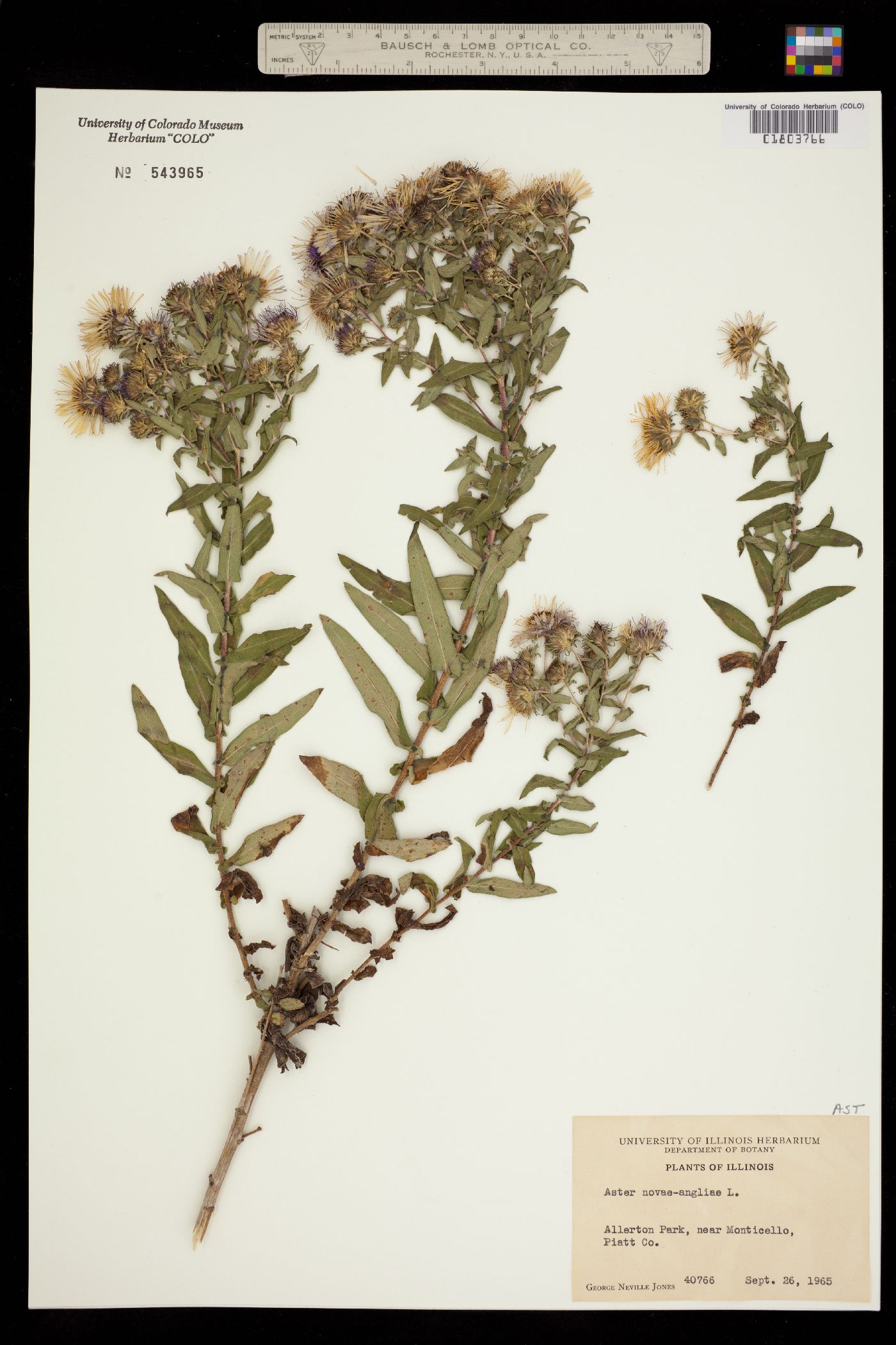 Symphyotrichum image