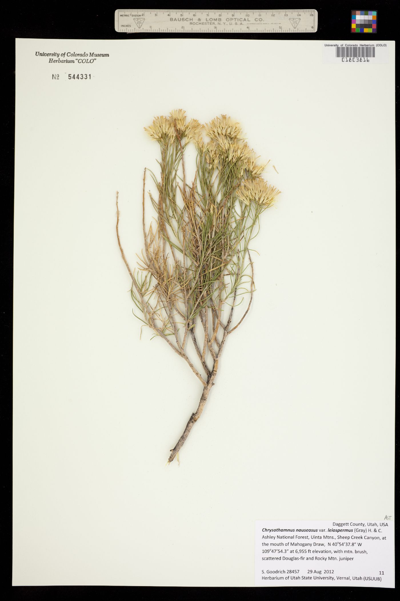 Chrysothamnus nauseosus image
