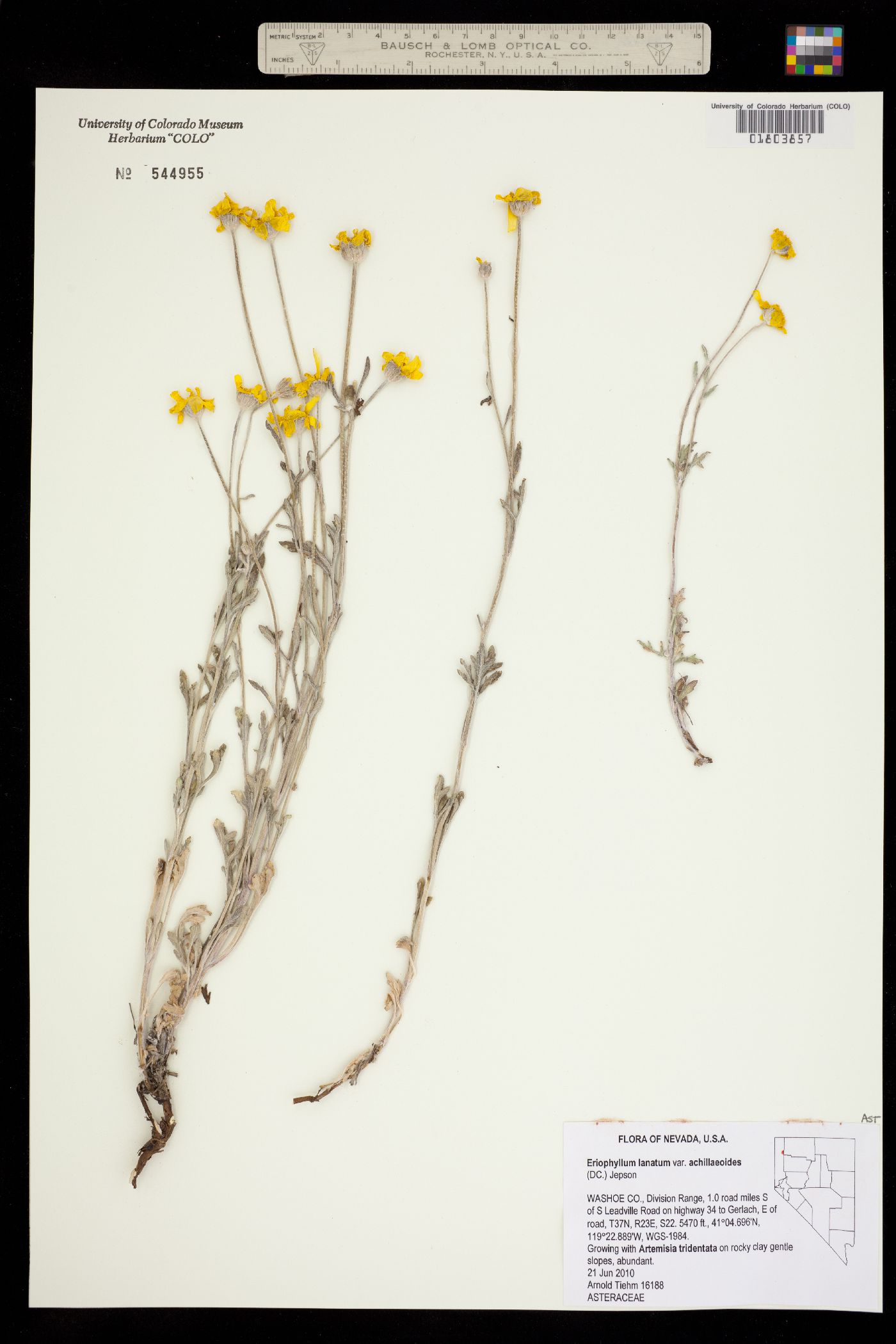 Eriophyllum lanatum image