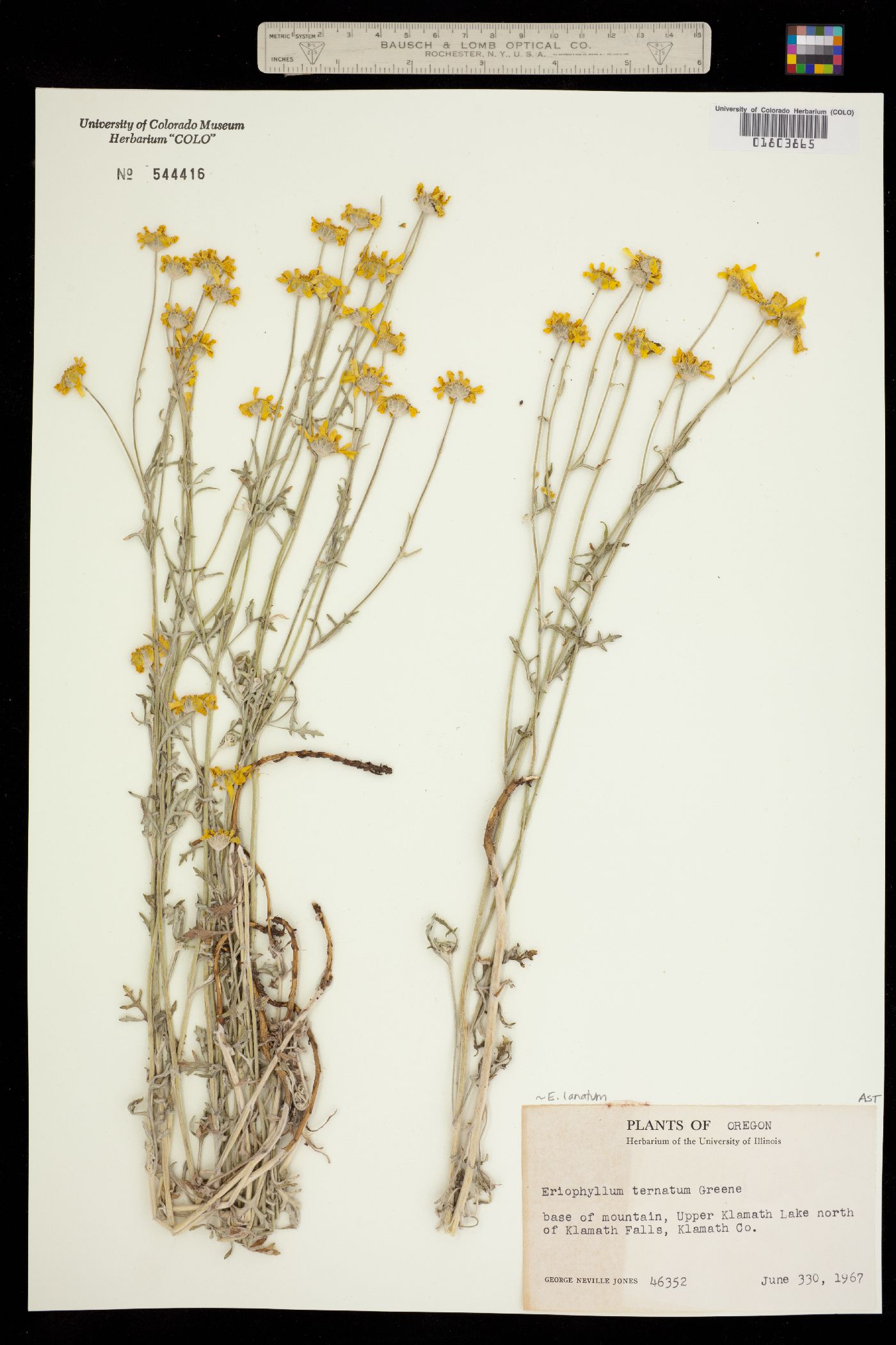 Eriophyllum lanatum image