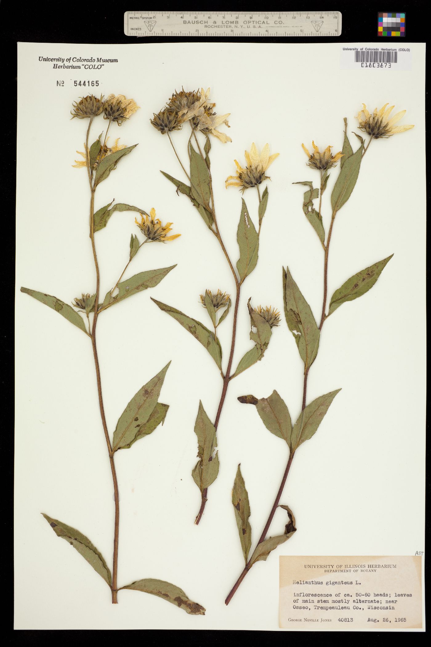 Helianthus giganteus image