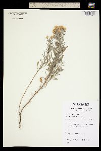 Image of Heterotheca stenophylla
