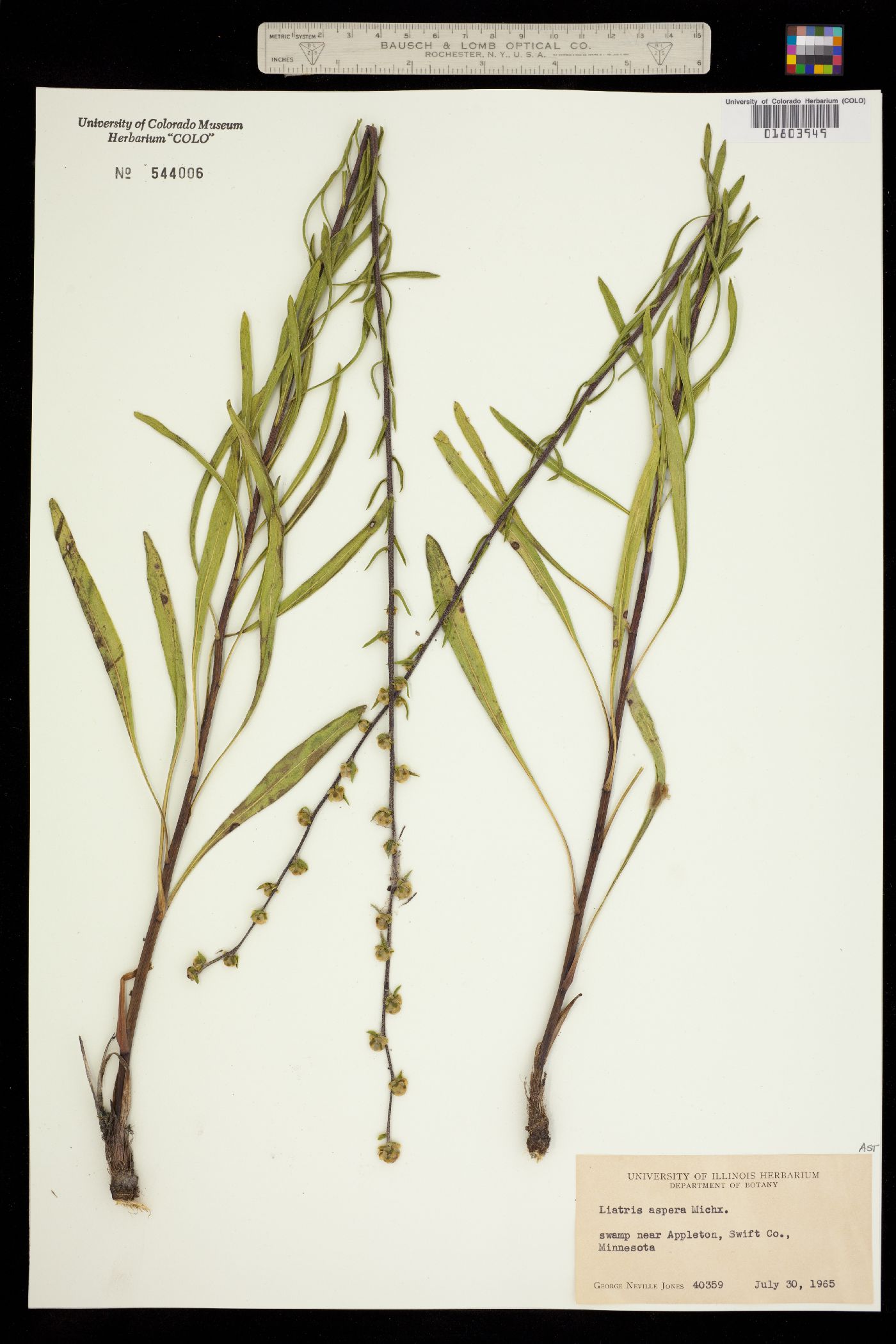 Liatris aspera image