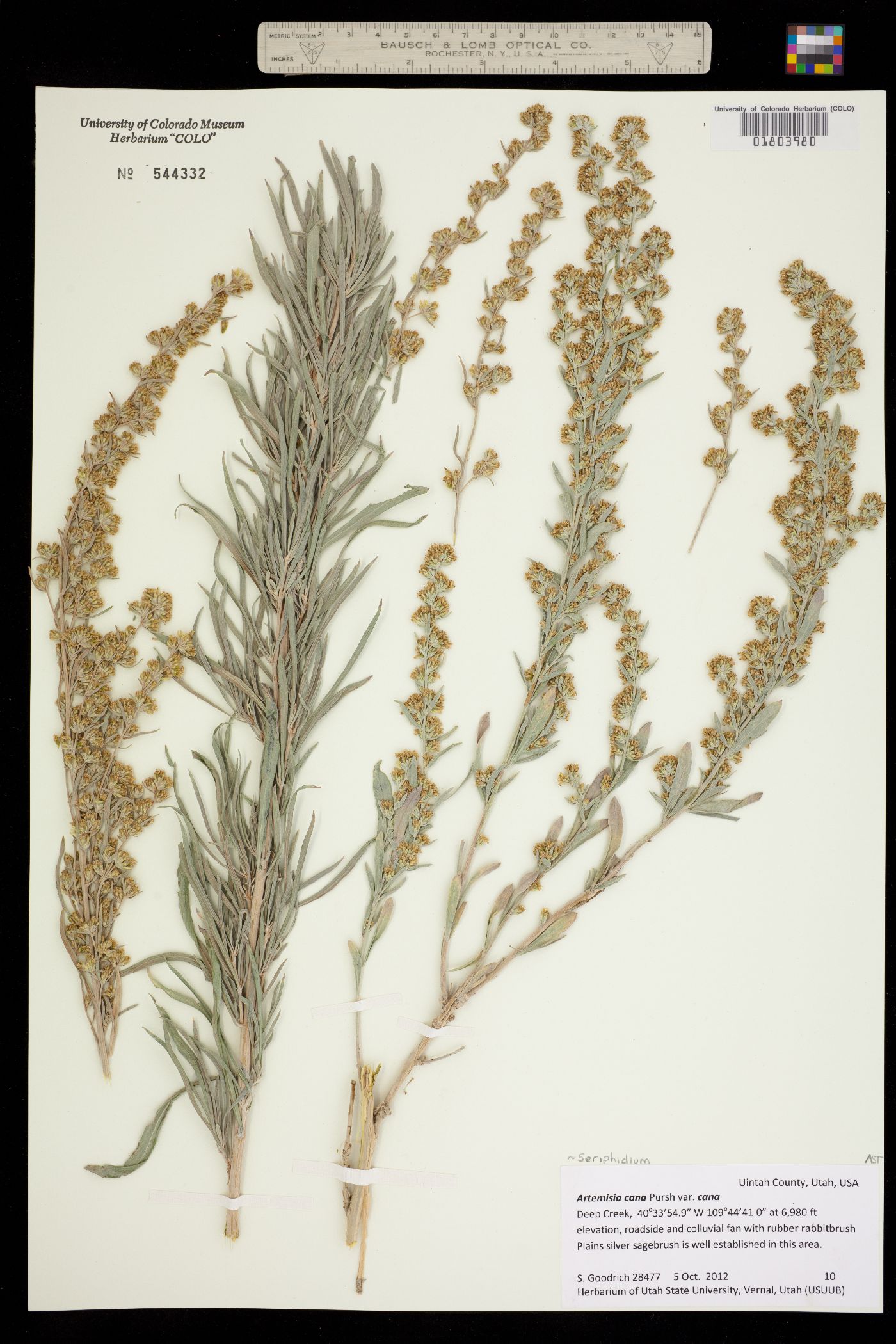 Seriphidium canum image