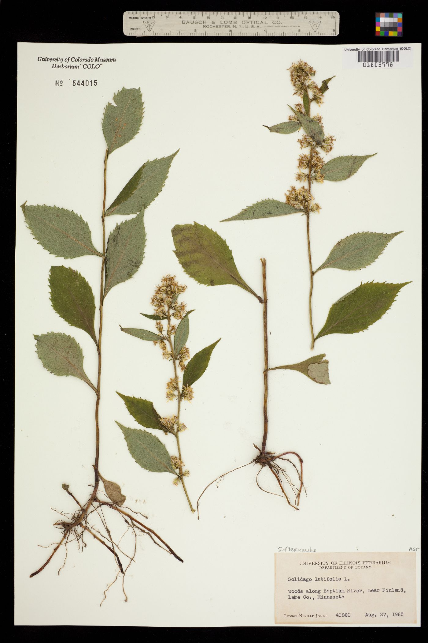 Solidago flexicaulis image