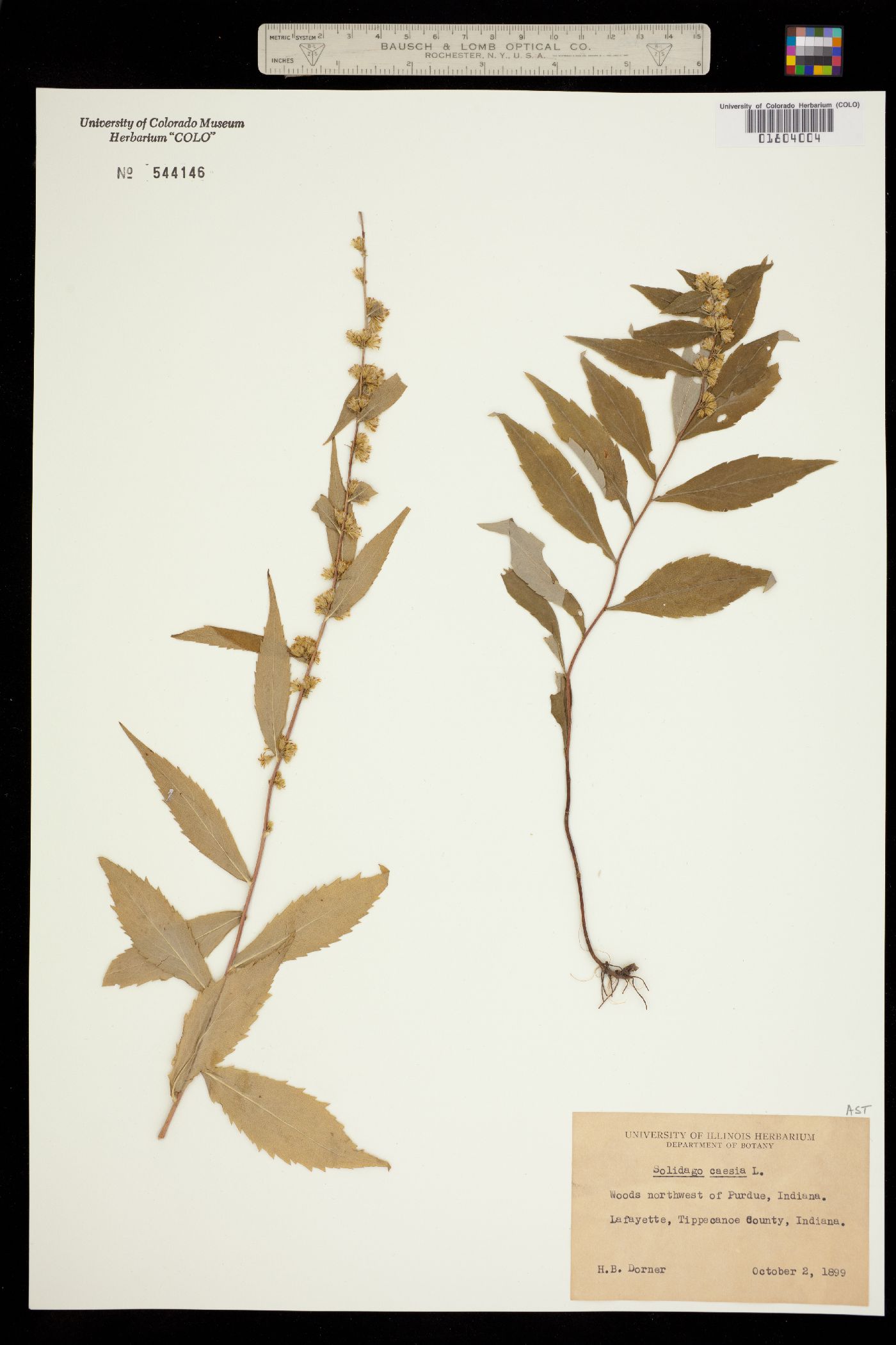 Solidago caesia image