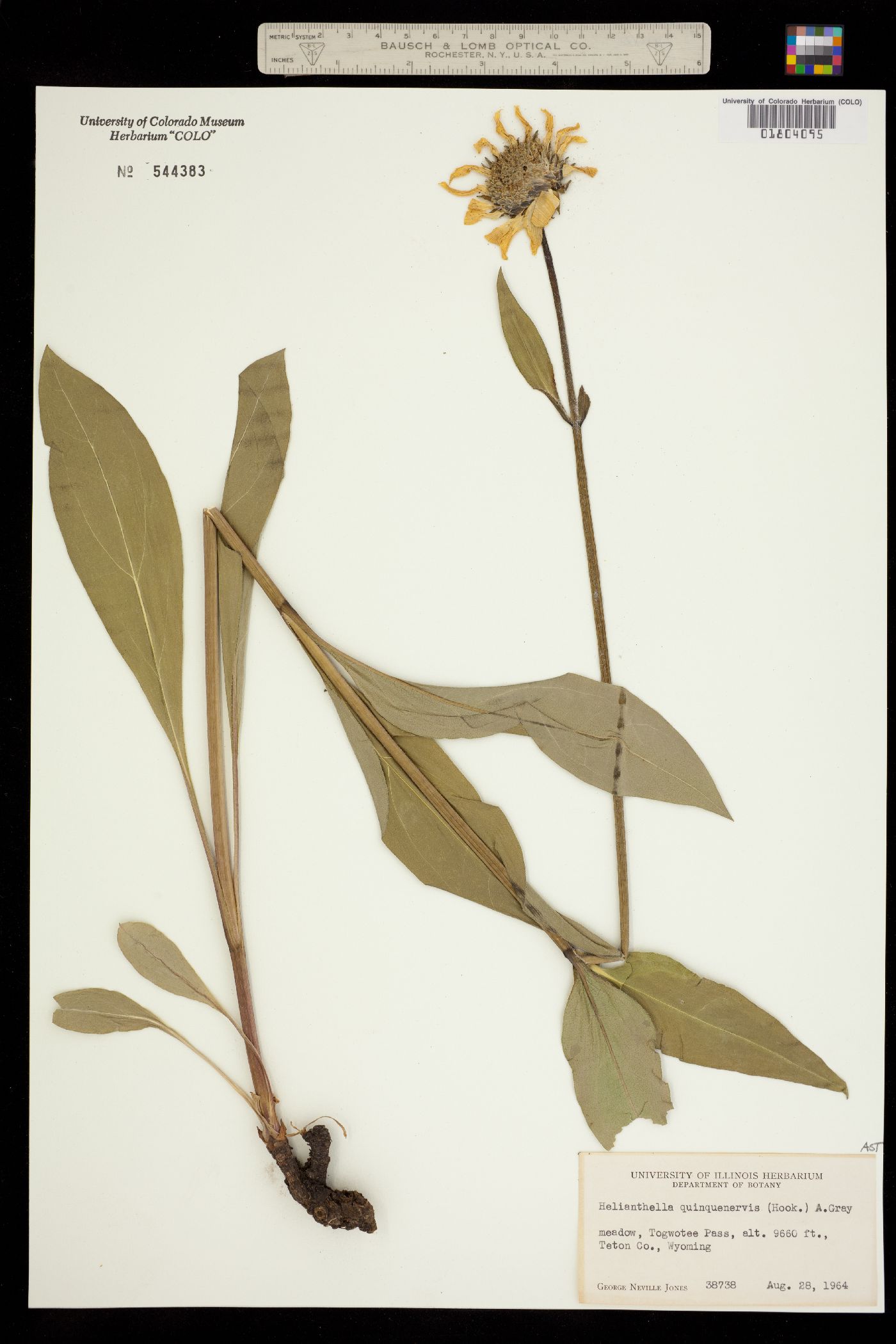 Helianthella quinquenervis image