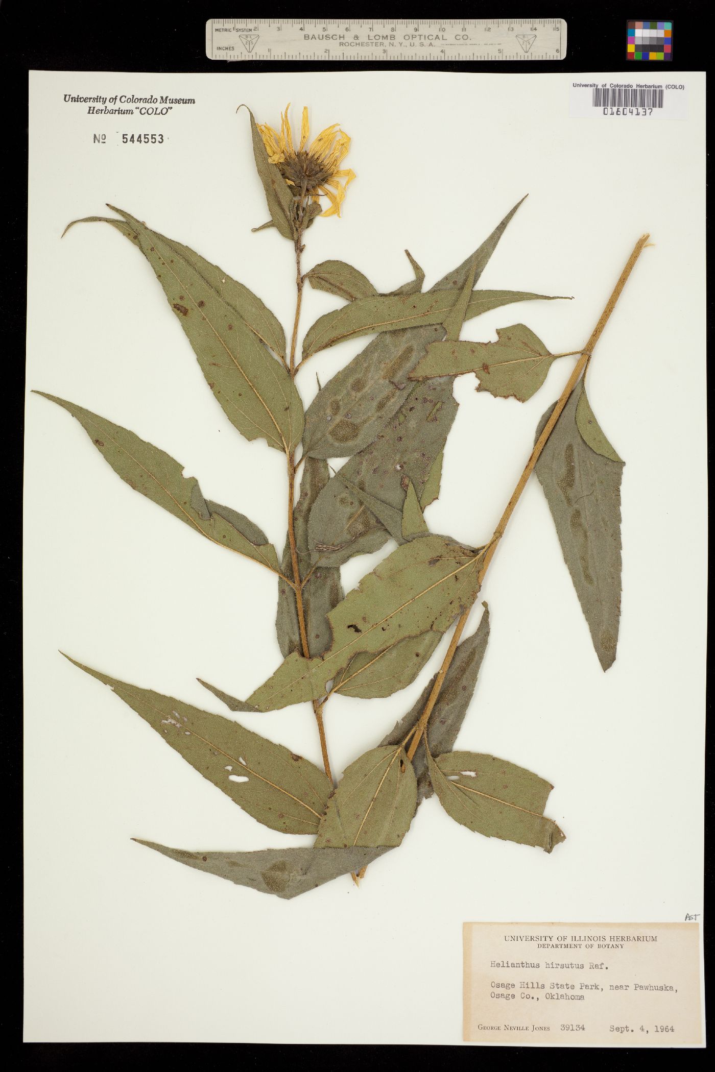 Helianthus hirsutus image