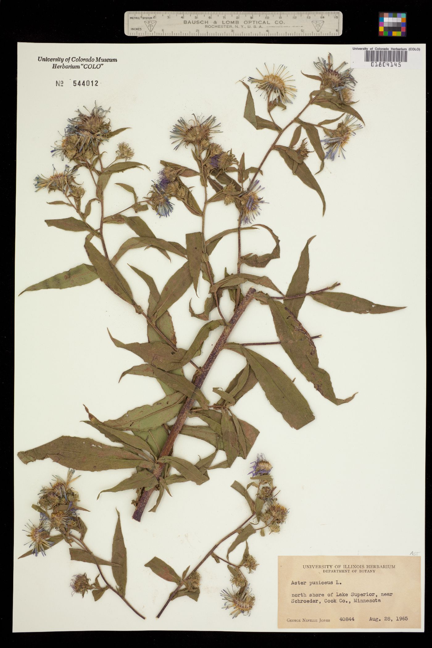 Aster puniceus image