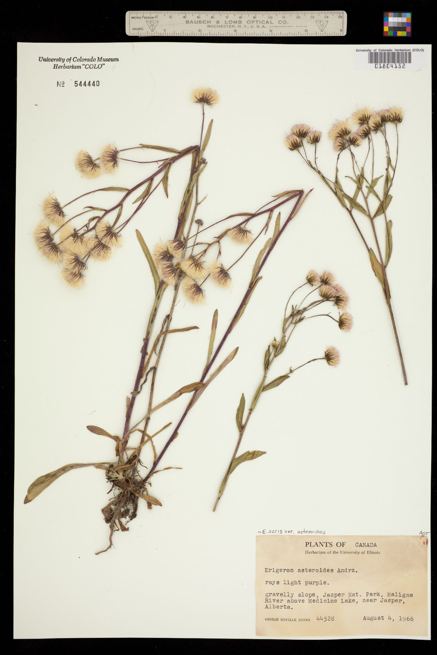Erigeron acris image