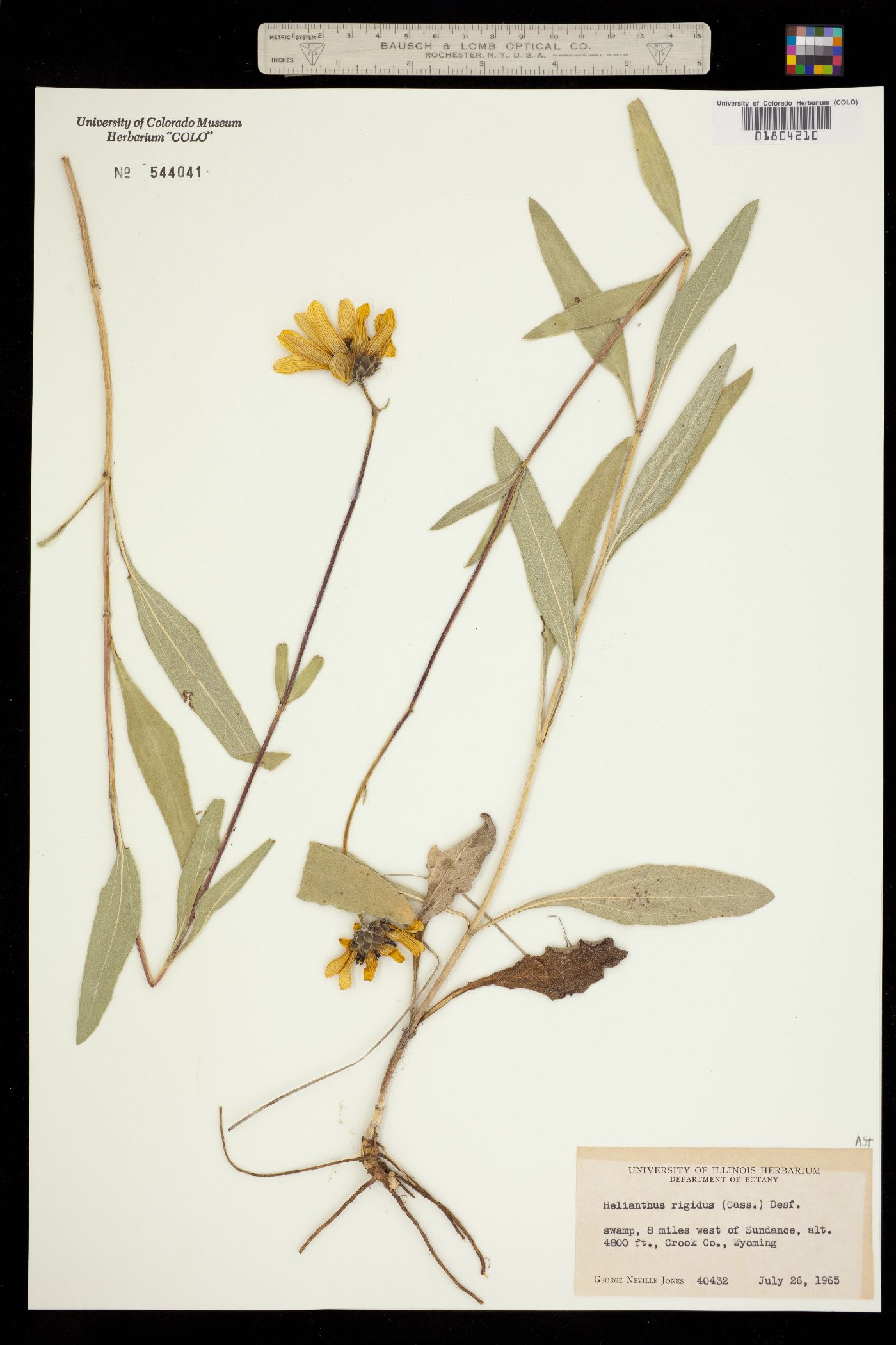 Helianthus rigidus image
