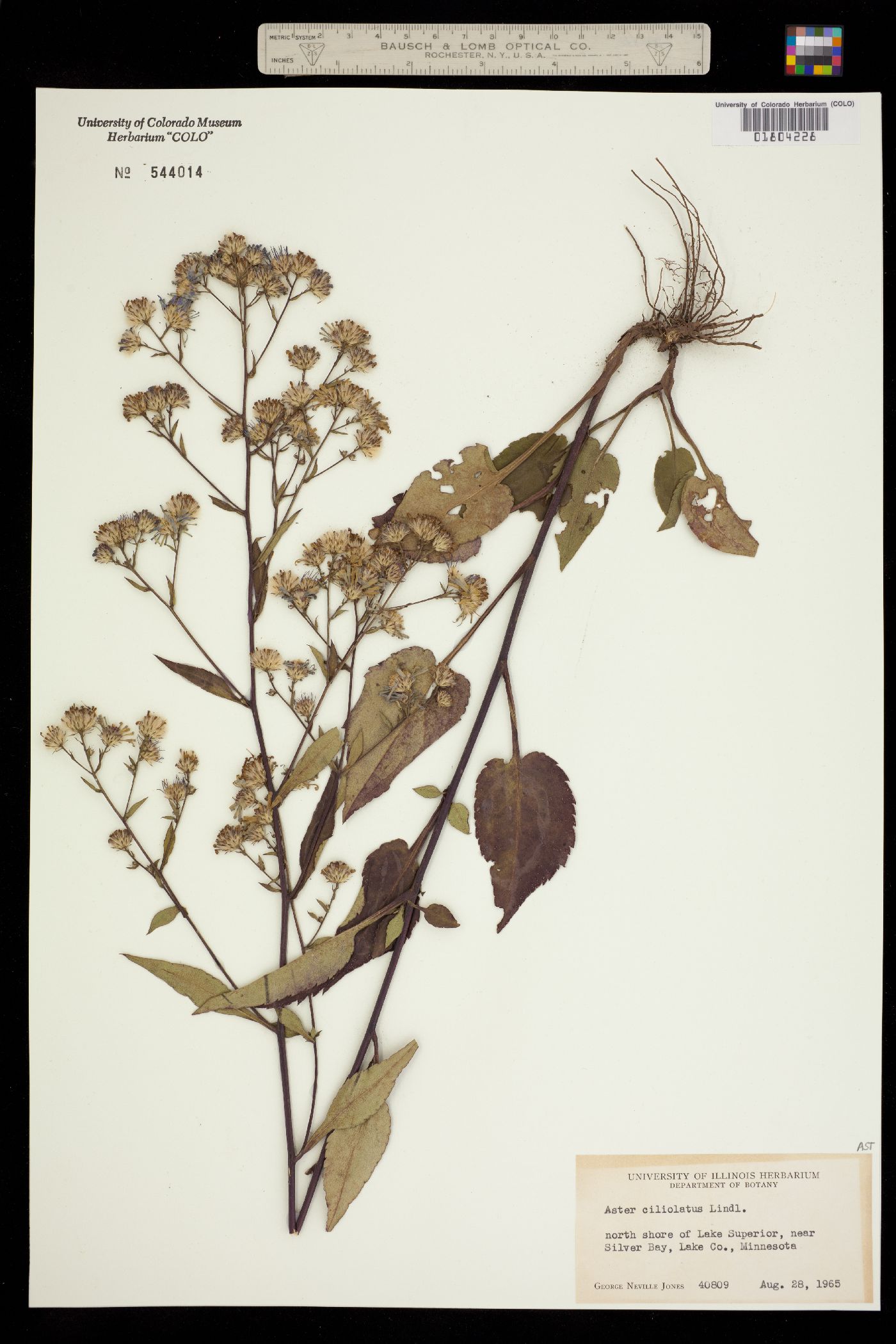 Symphyotrichum ciliolatum image