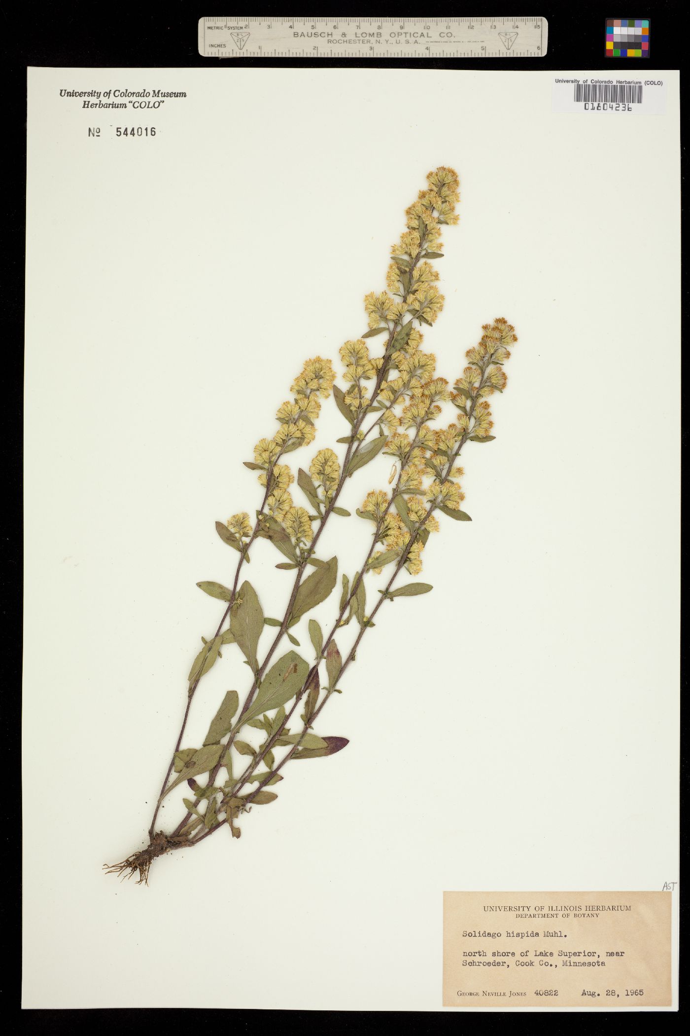 Solidago hispida image