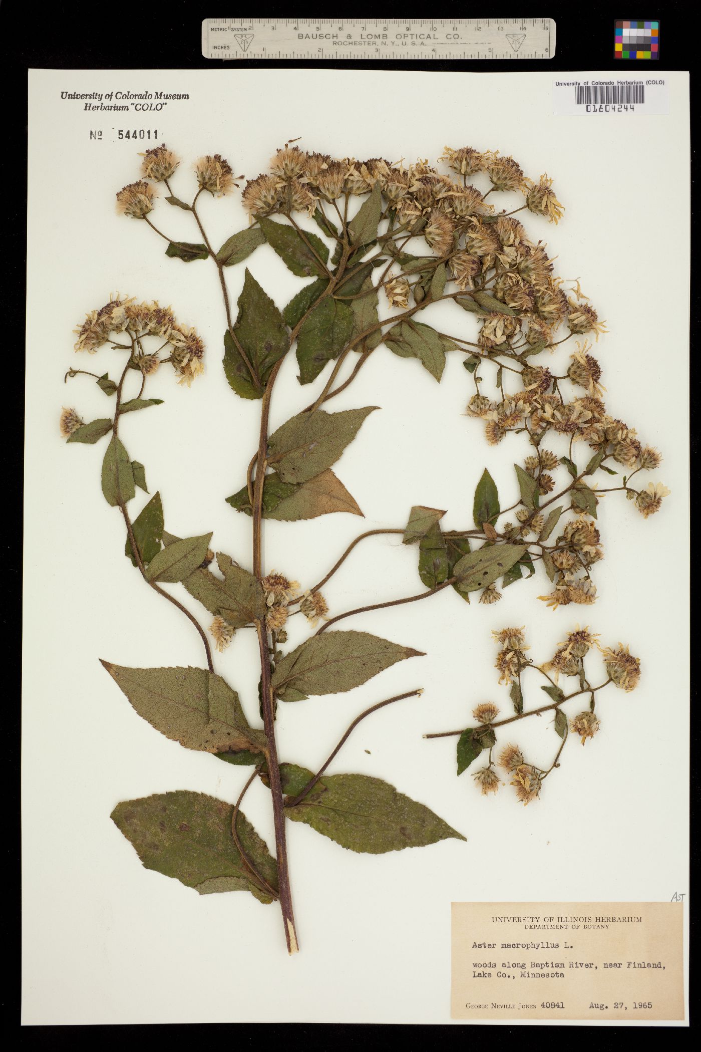 Aster macrophyllus image